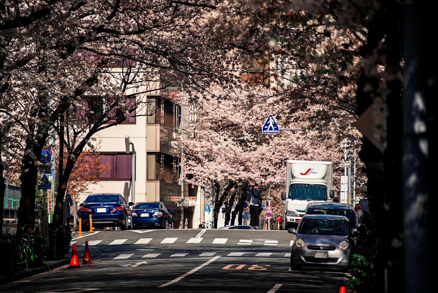 Calle alineada con cerezos en flor y coches estacionados