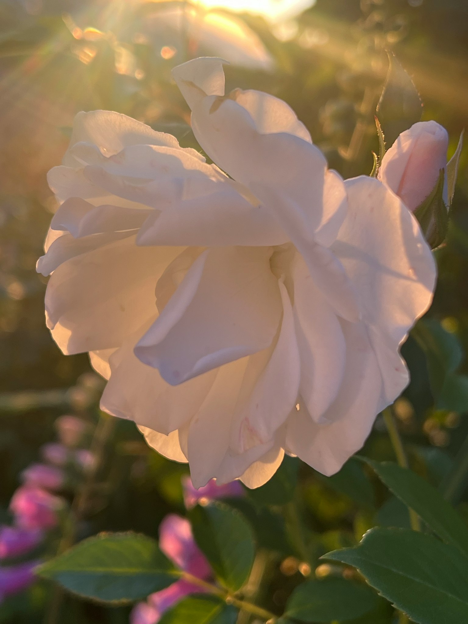 Petali di rosa bianca morbidi che brillano al sole