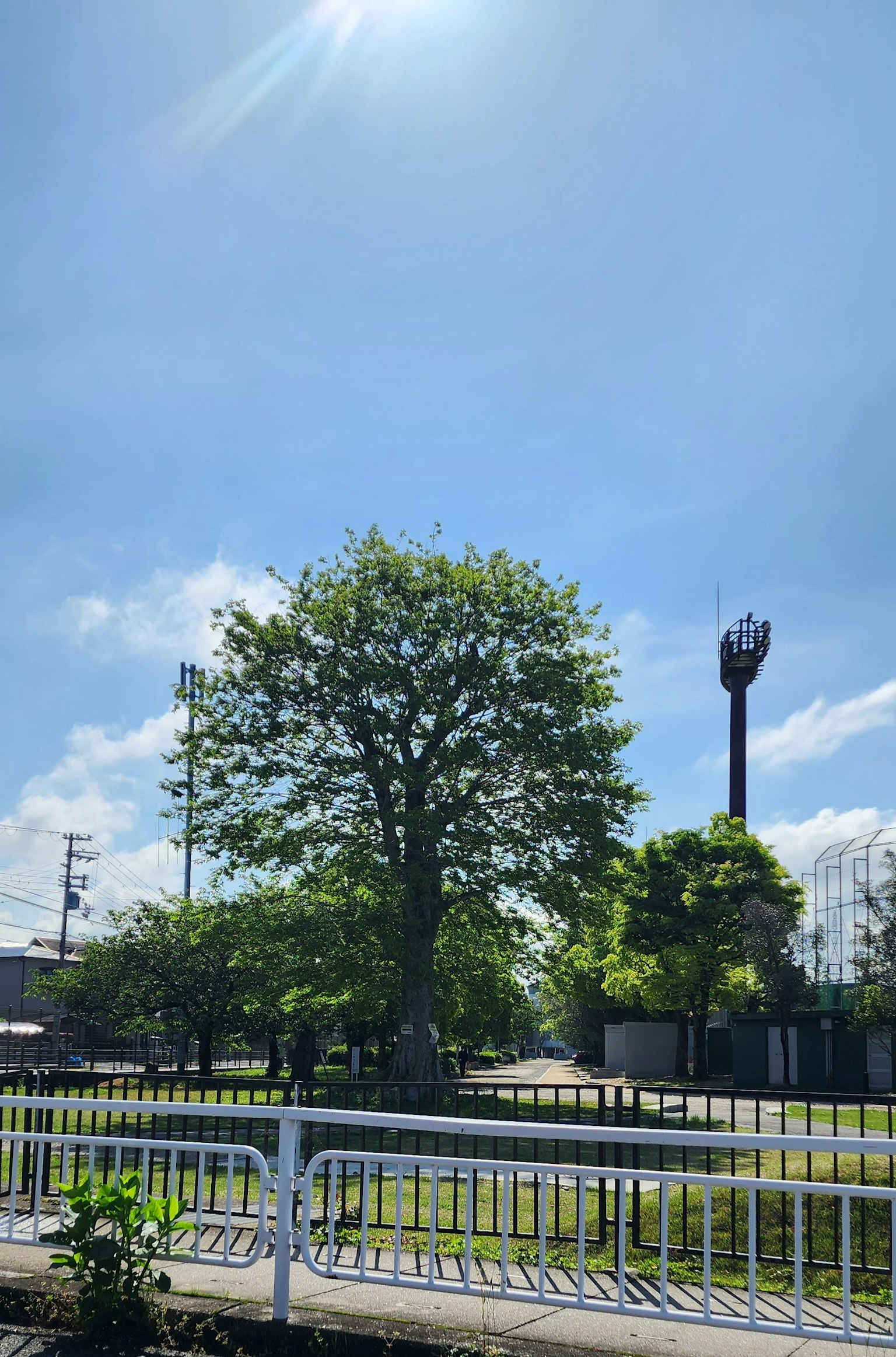 Un grande albero sotto un cielo azzurro con una recinzione in primo piano