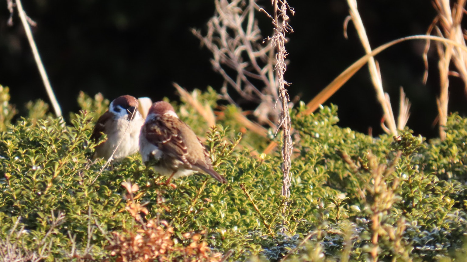 Deux petits oiseaux nichés parmi le feuillage vert