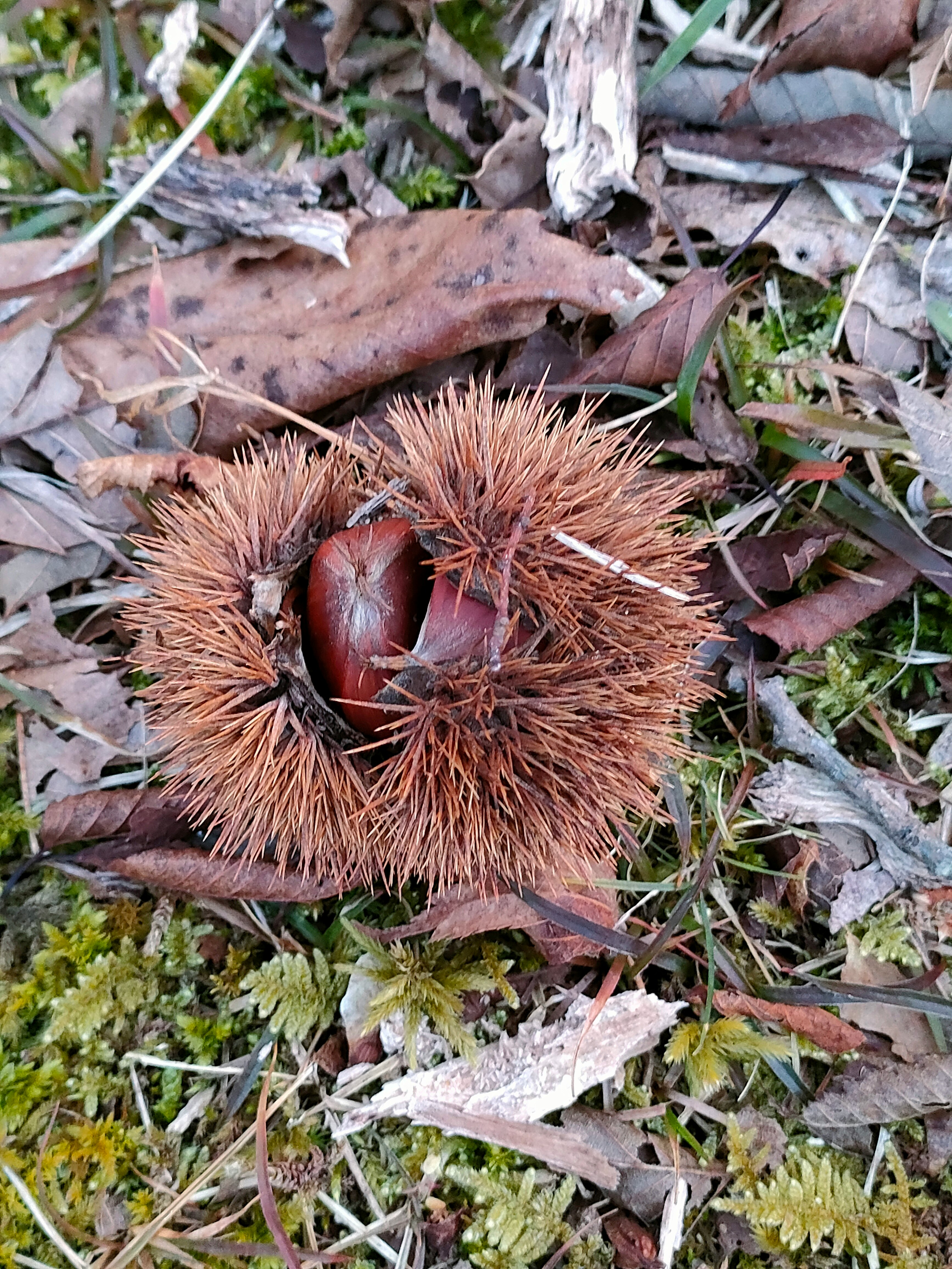 落ち葉の上に転がるトゲトゲの果実
