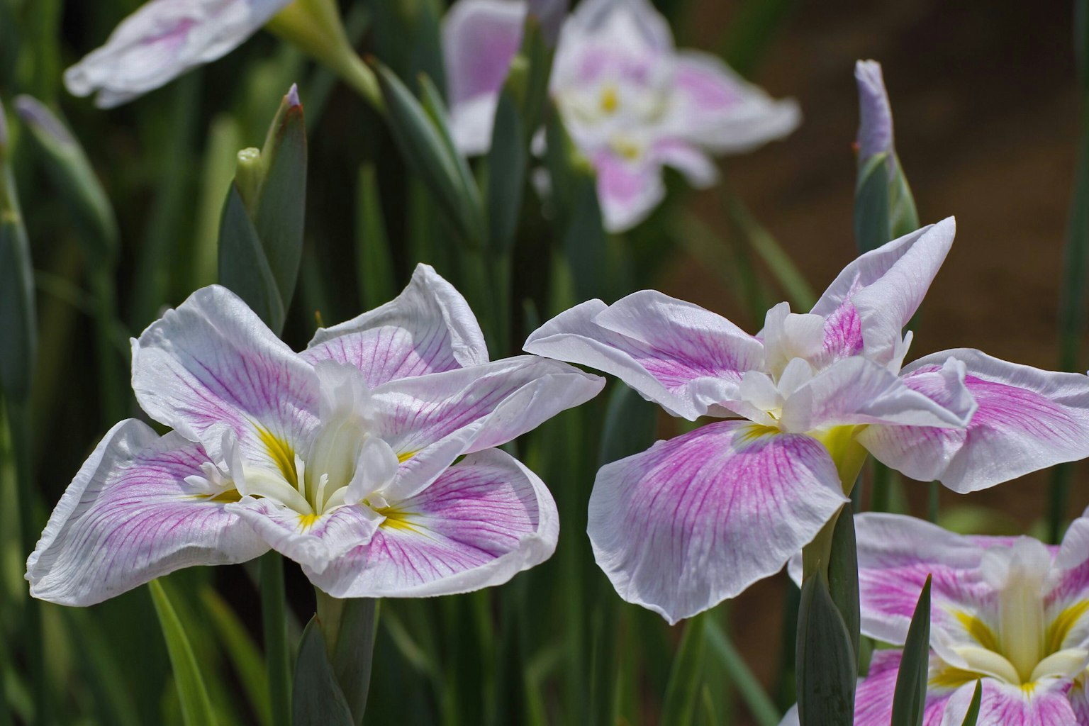 Schöne Tulpenblüten mit rosa und weißen Blütenblättern, die blühen