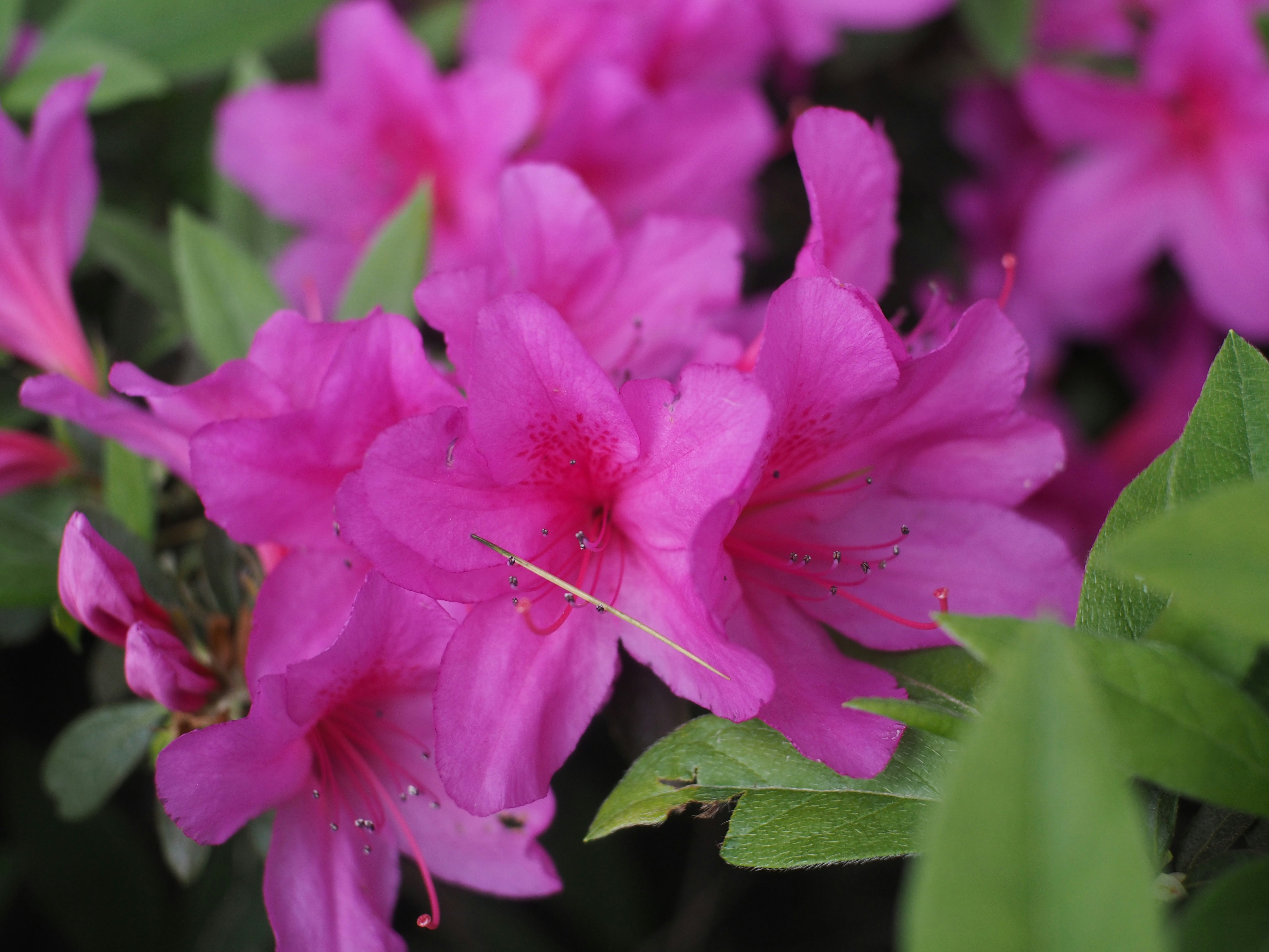 Gros plan de fleurs d’azalée roses et de feuilles