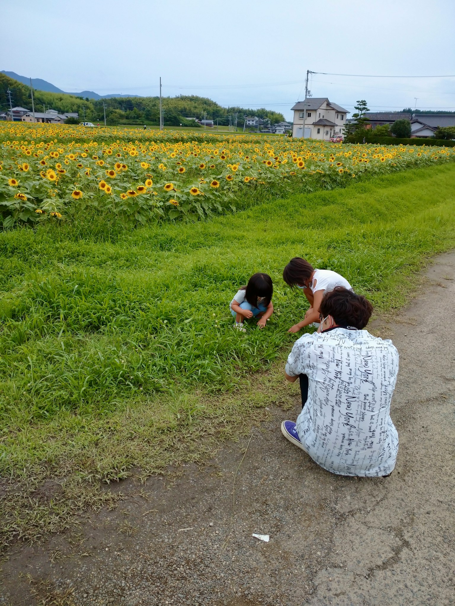 在向日葵田附近观察草的孩子和成年人