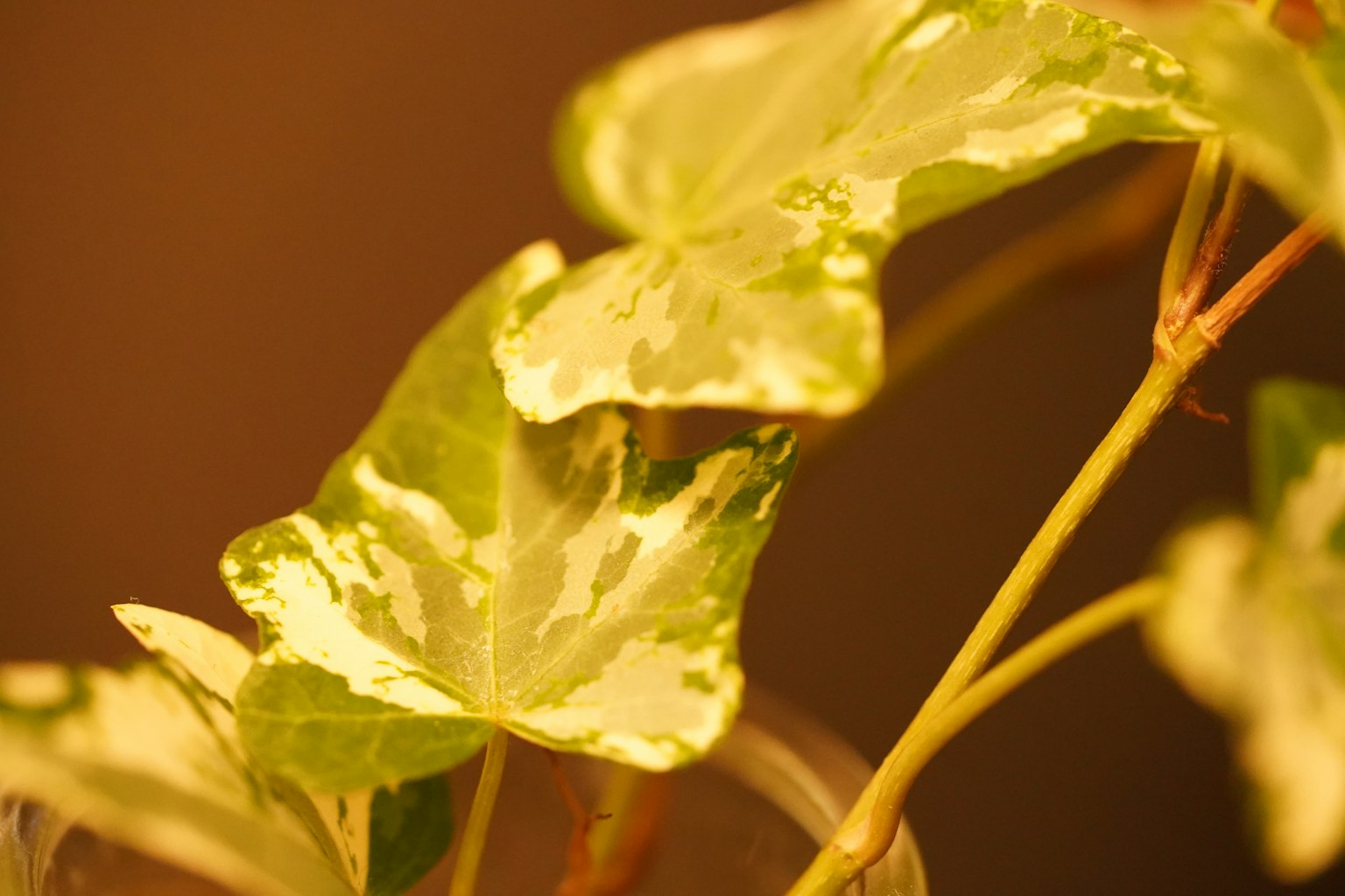 Close-up tanaman dengan daun hijau dan bintik emas