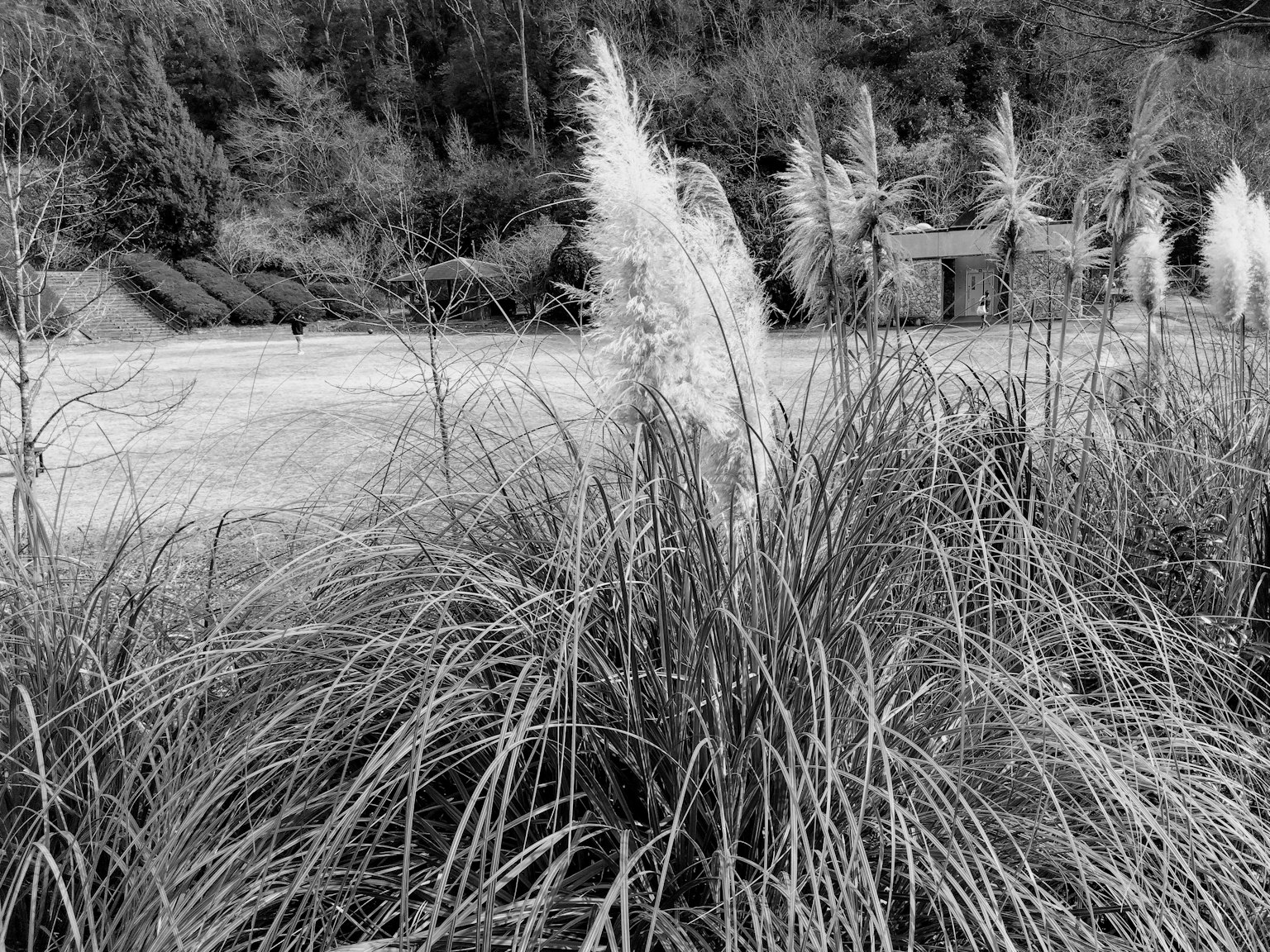 Imagen en blanco y negro de hierba ornamental con plumas esponjosas junto a un río