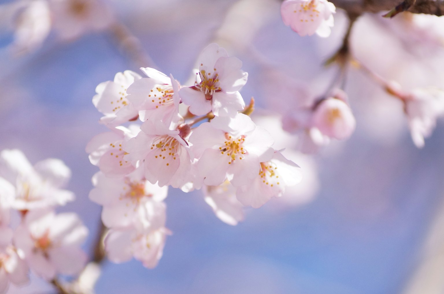 Kedekatan bunga sakura di cabang