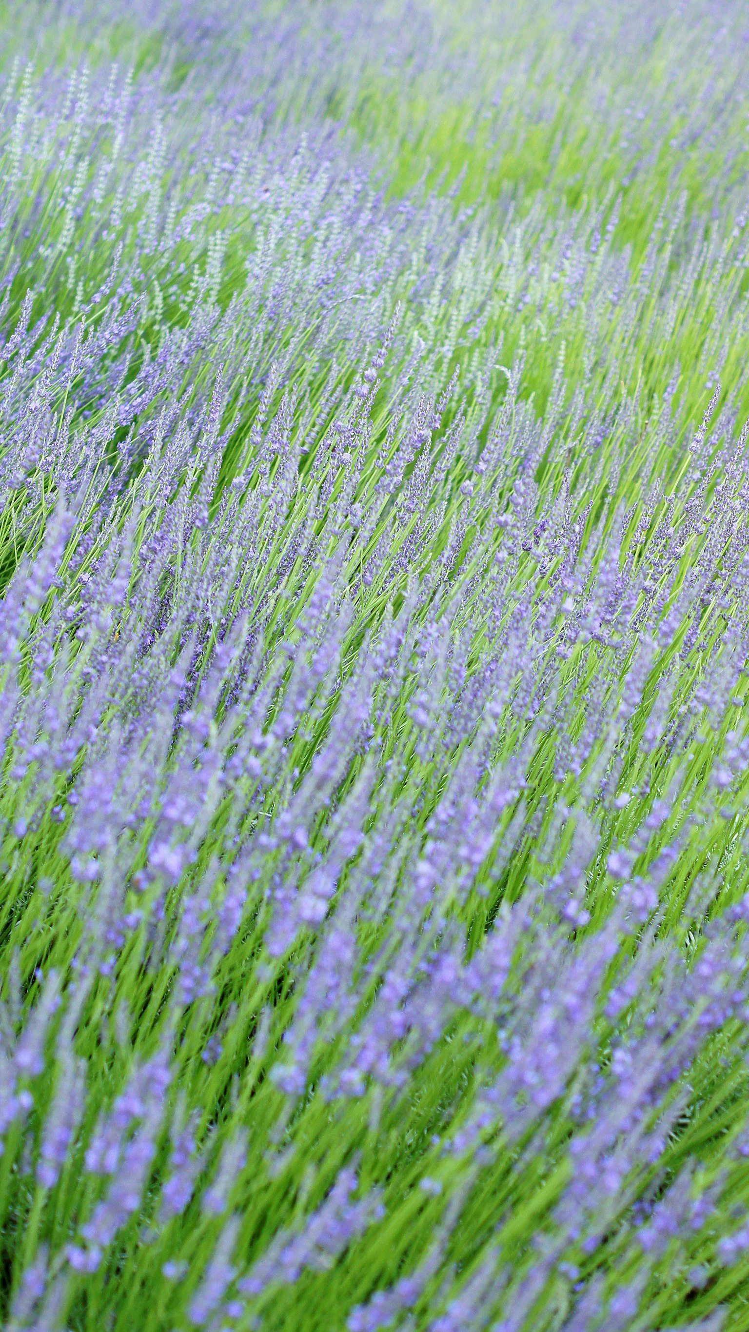 Schöne Landschaft von Lavendel, der im Wind weht
