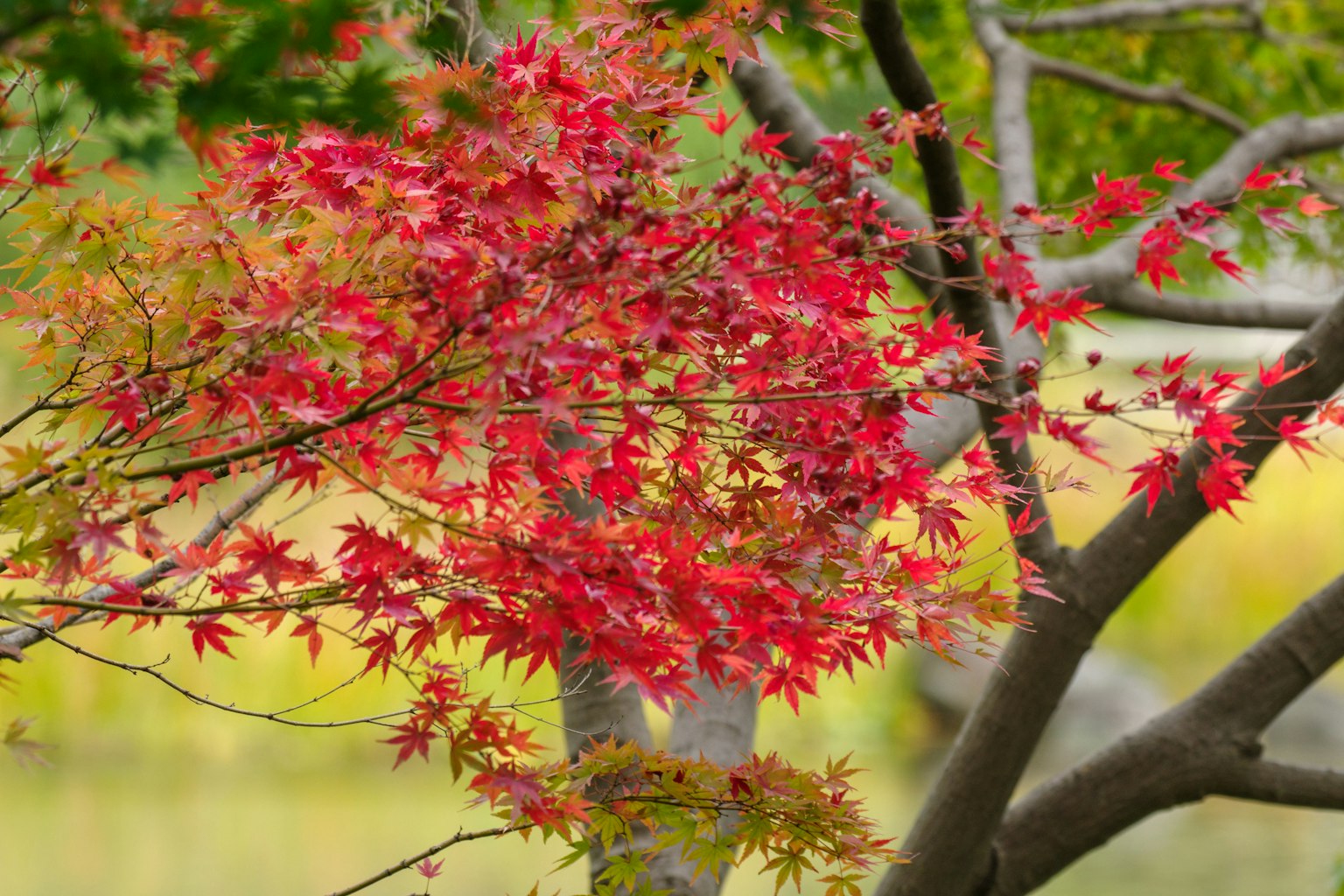 Vibrant red maple leaves on a tree branch with a green background