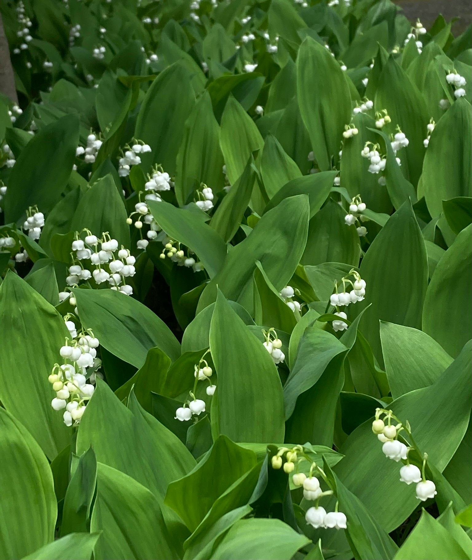 White lily of the valley flowers blooming among green leaves