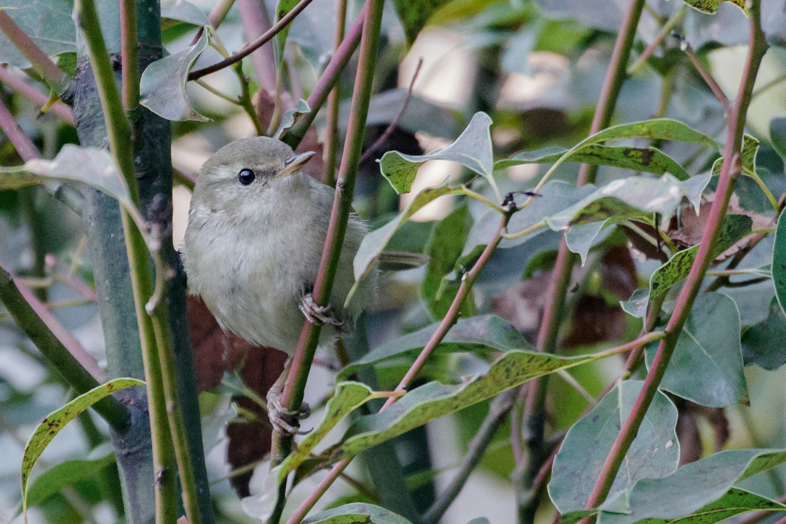 Un pequeño pájaro escondido entre hojas verdes