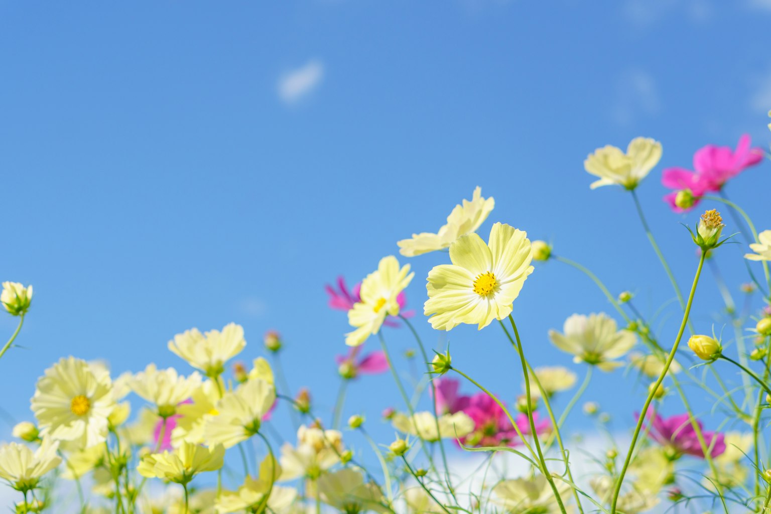 Campo di fiori gialli e rosa sotto un cielo blu