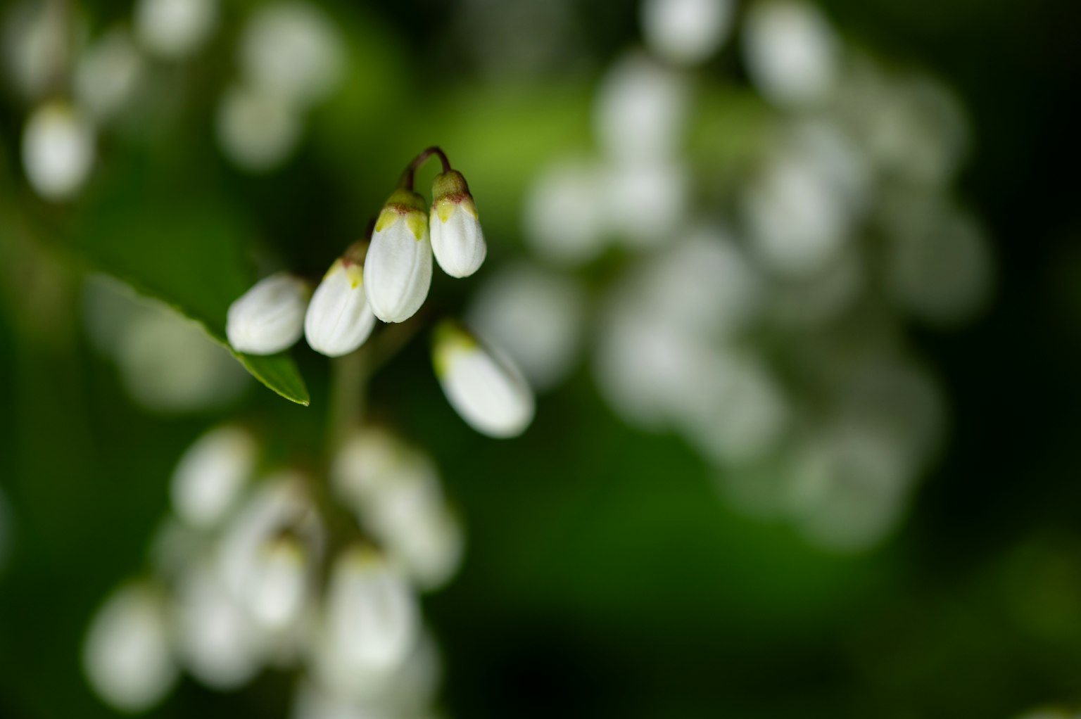 Bourgeons de fleurs blanches sur fond flou de feuilles vertes