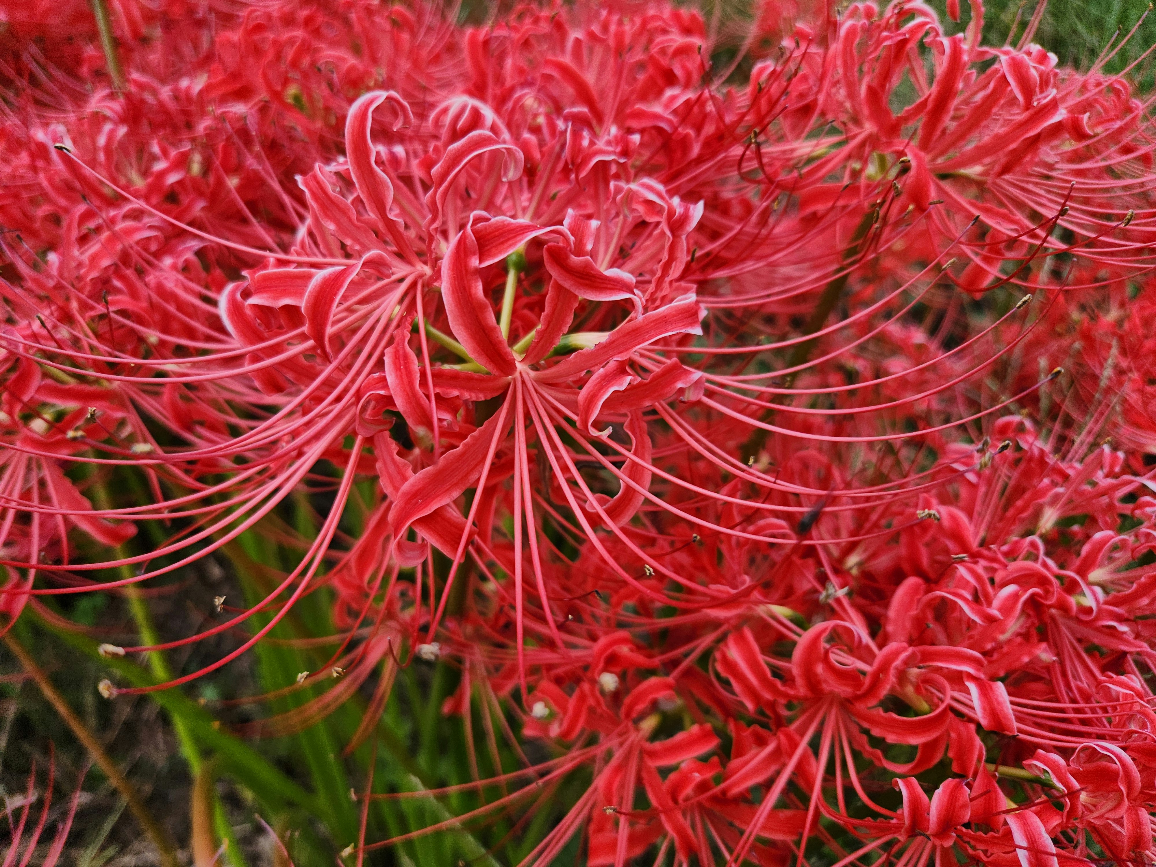 紅色彼岸花成片盛開