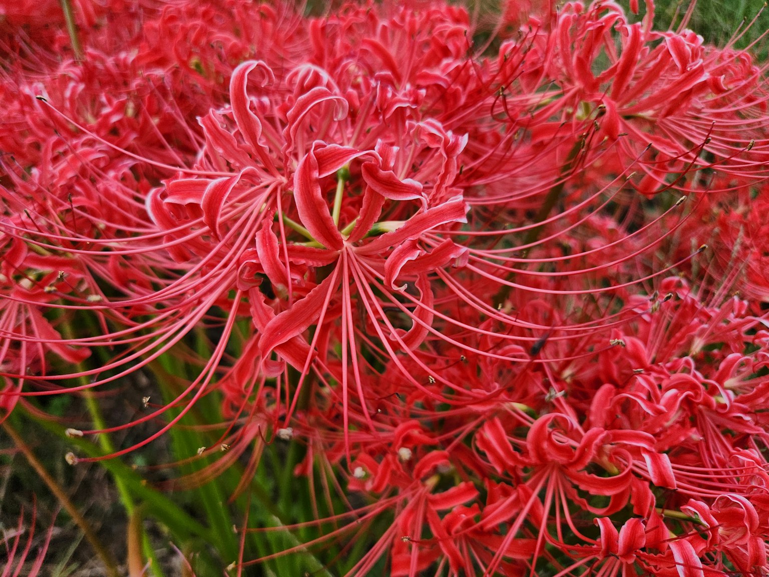 Groupe vibrant de lys araignées rouges en fleurs