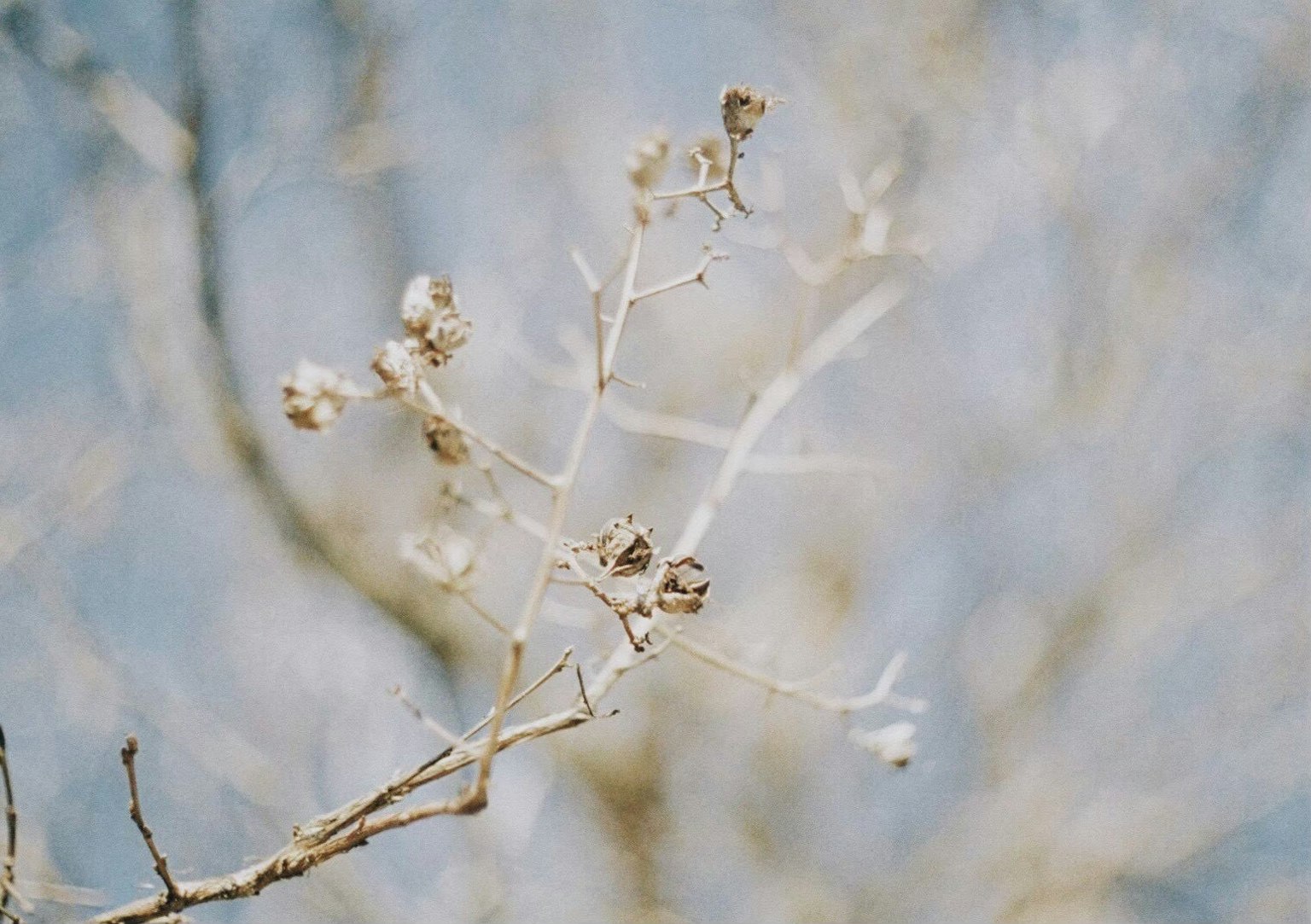 Trockener Ast mit Schoten vor blauem Himmel