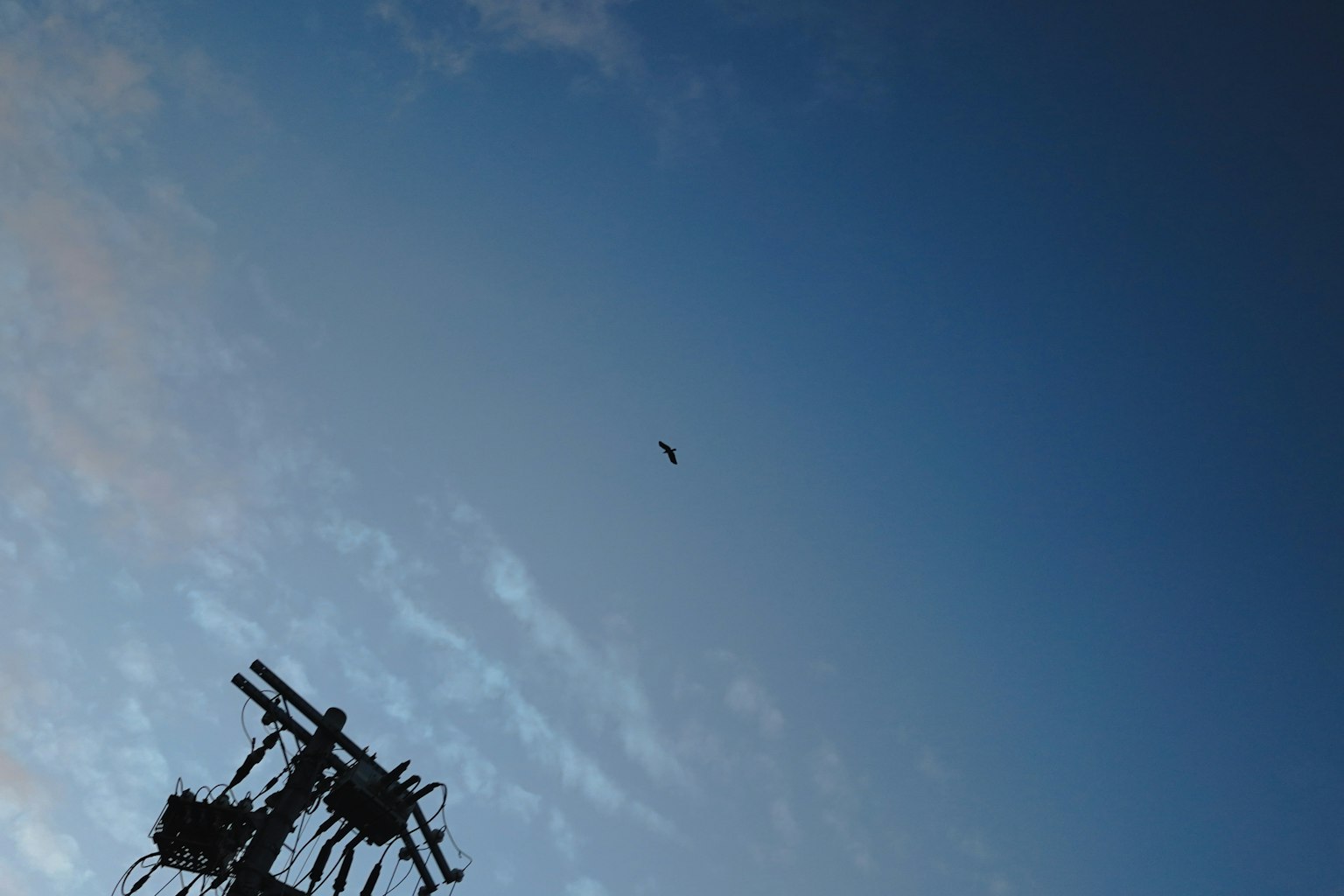 Un petit oiseau dans le ciel bleu avec un poteau électrique