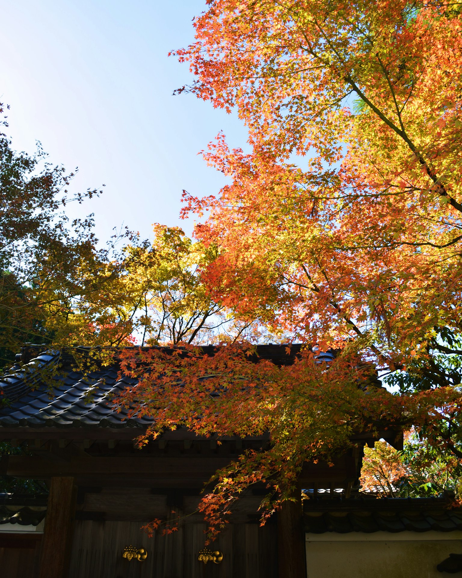 Toit japonais traditionnel entouré de feuillage d'automne vibrant