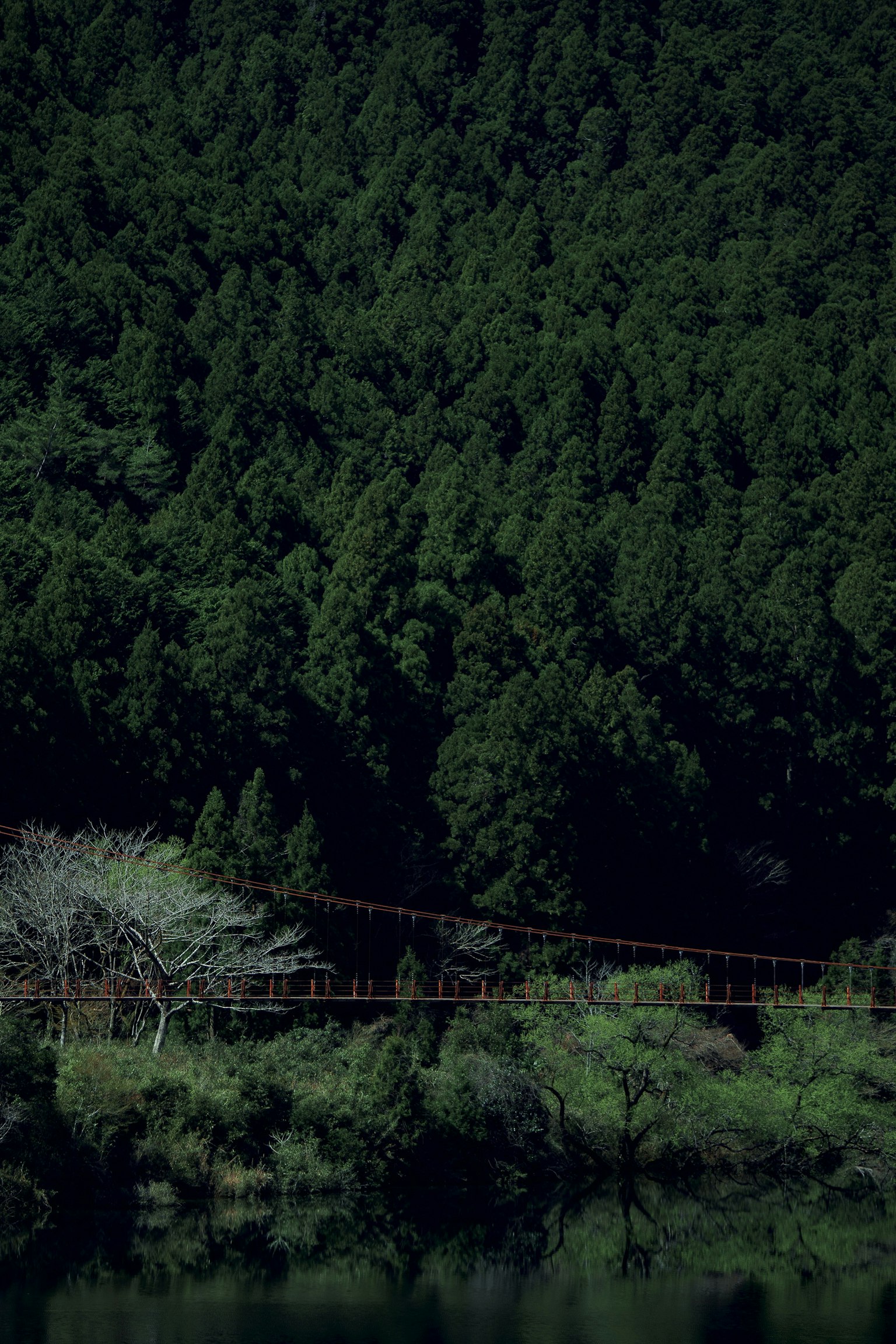 Narrow suspension bridge in a lush green forest with a calm water surface