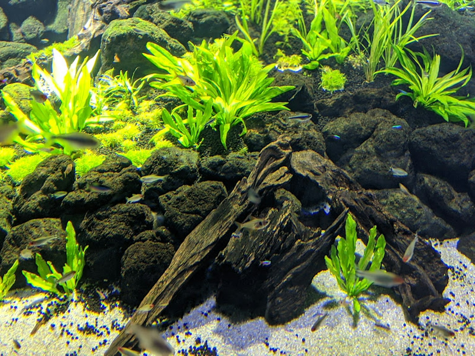 水族箱場景，配有水生植物和岩石