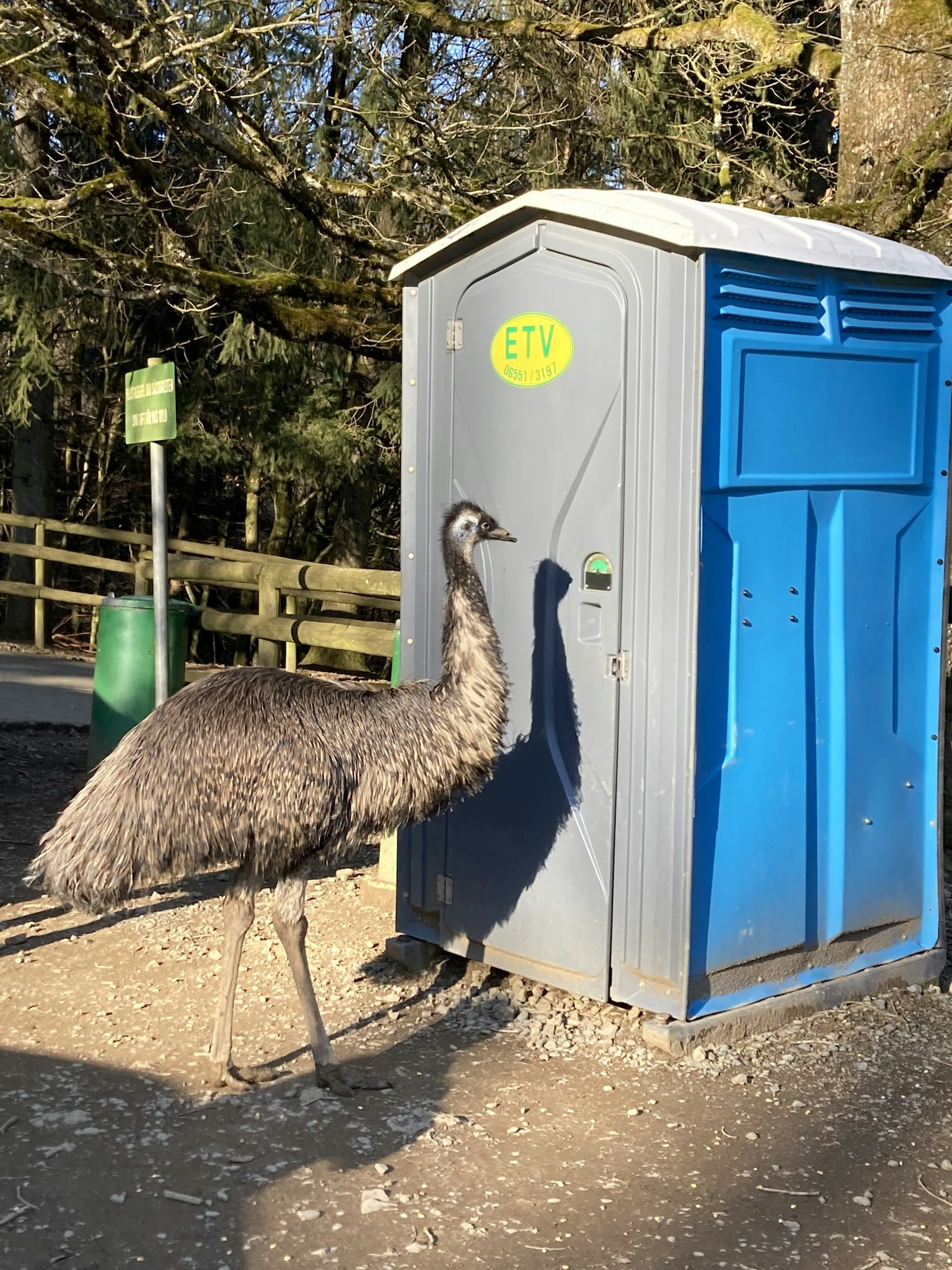 Un émeu devant des toilettes portables bleues
