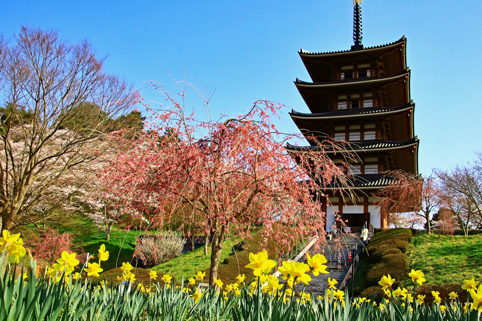 Pagoda de cinco pisos rodeada de cerezos y narcisos en un parque