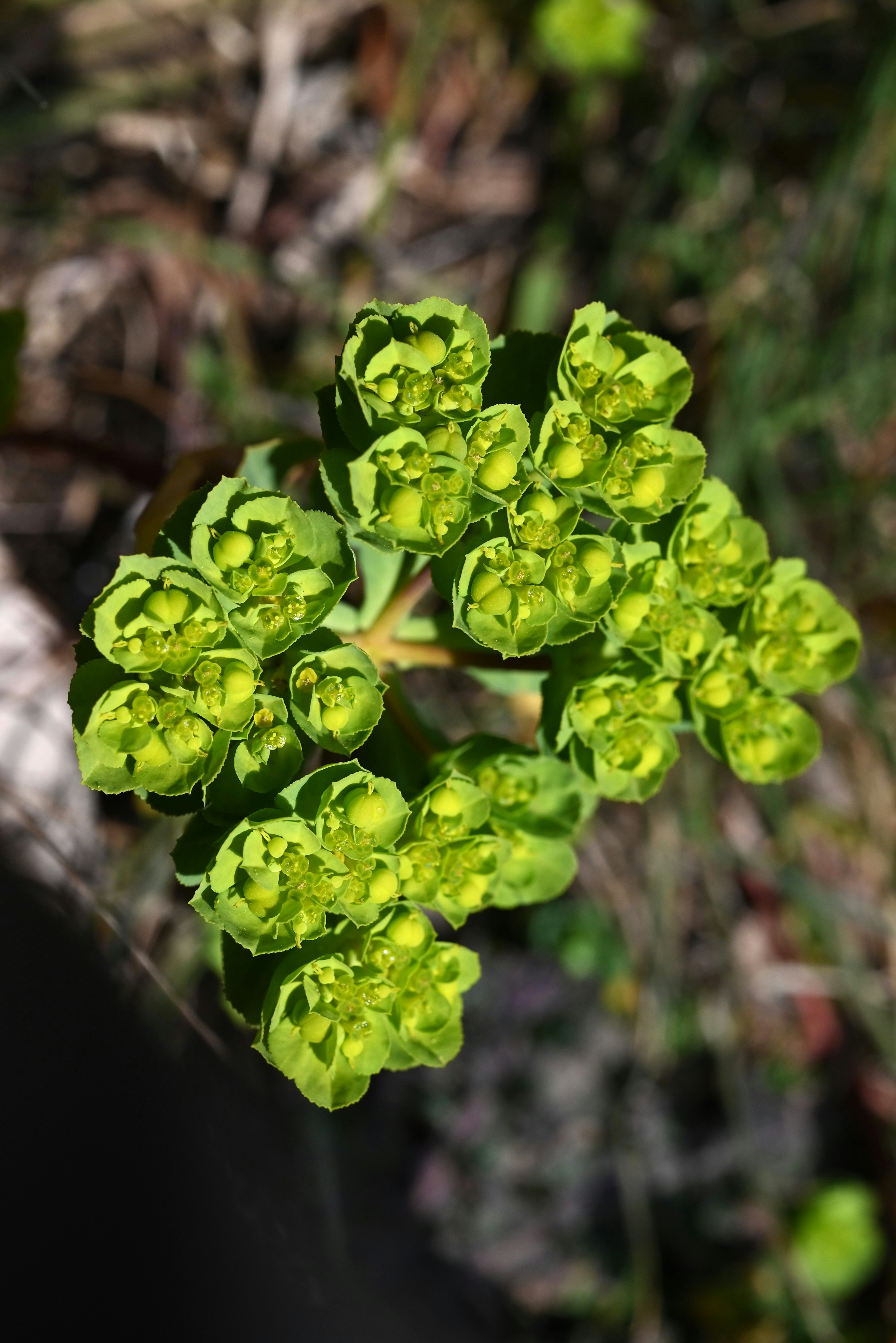 緑の花のような塊が付いたトウダイグサのアップ