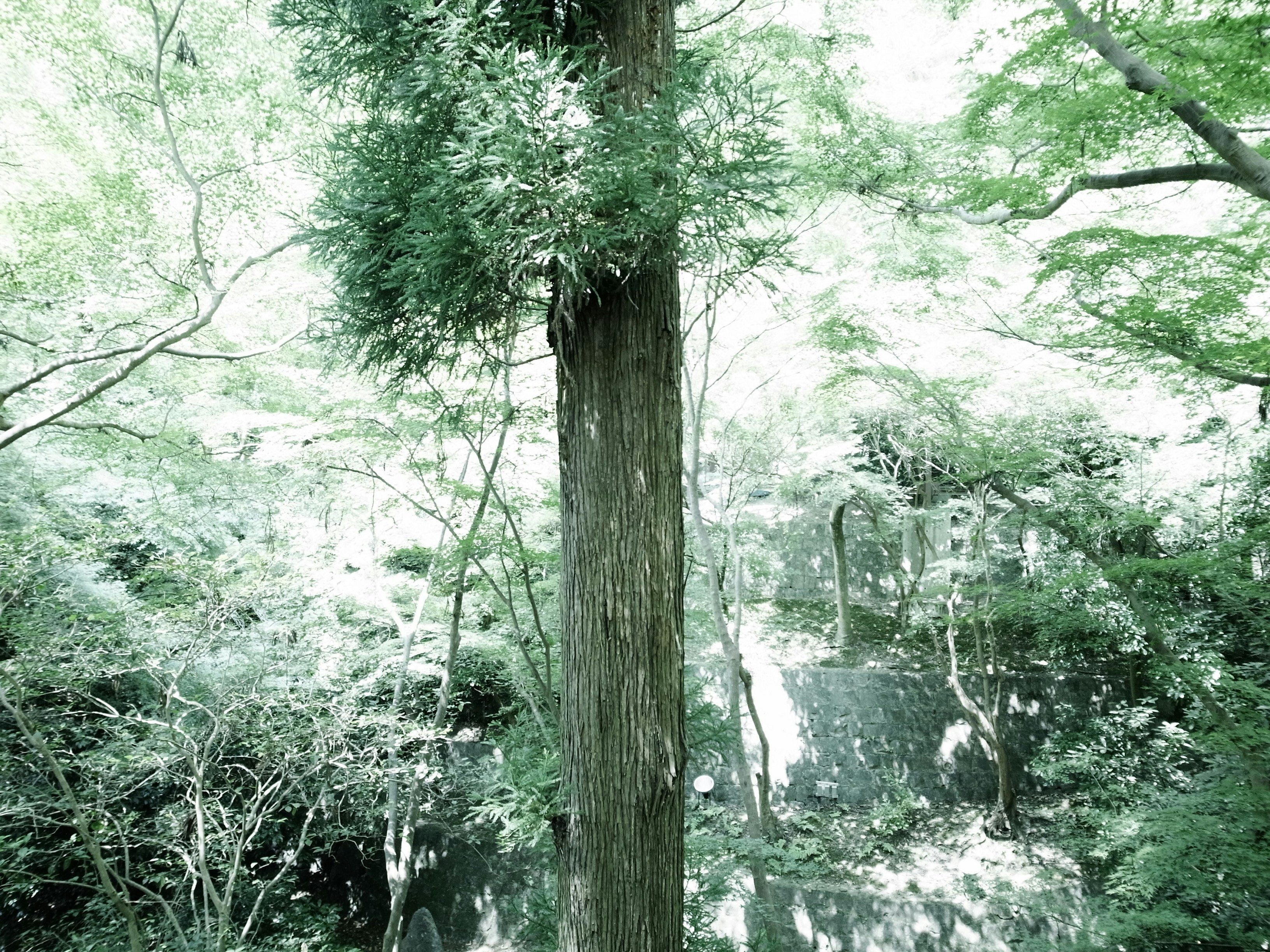 A quiet forest path surrounded by lush green trees