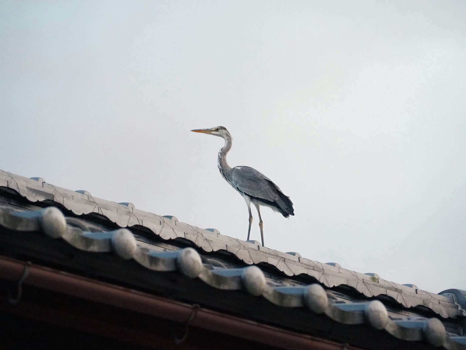 A heron standing on a rooftop with a calm sky