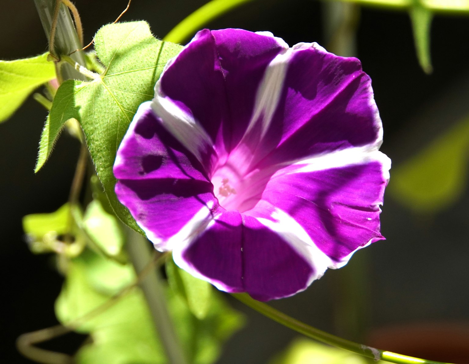 Fleur de gloire du matin violette avec des rayures blanches