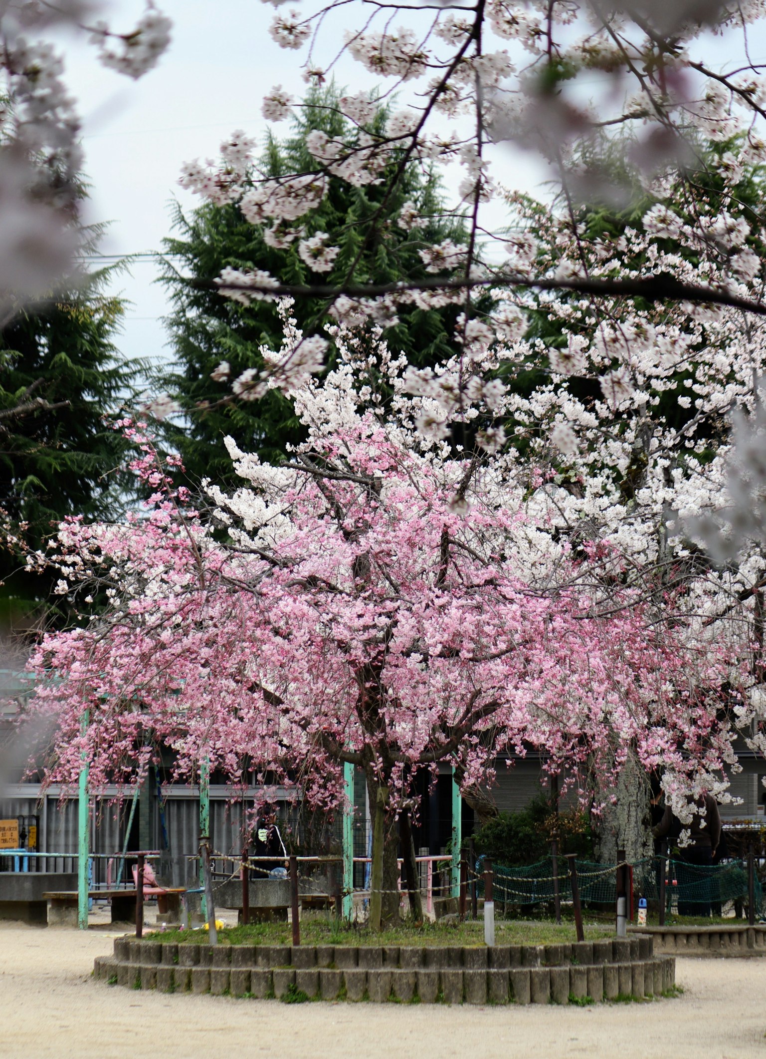 Pemandangan taman dengan pohon sakura yang berbunga