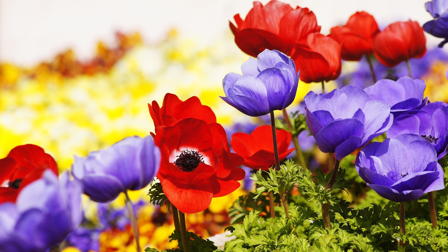 Lebendige rote und lila Anemonenblumen in einem Garten