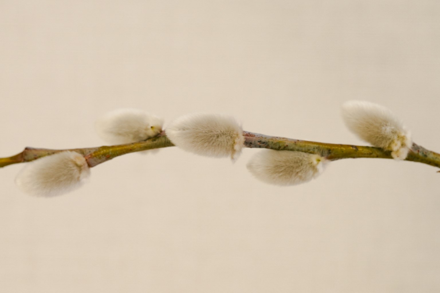 Branch with white fluffy flower buds