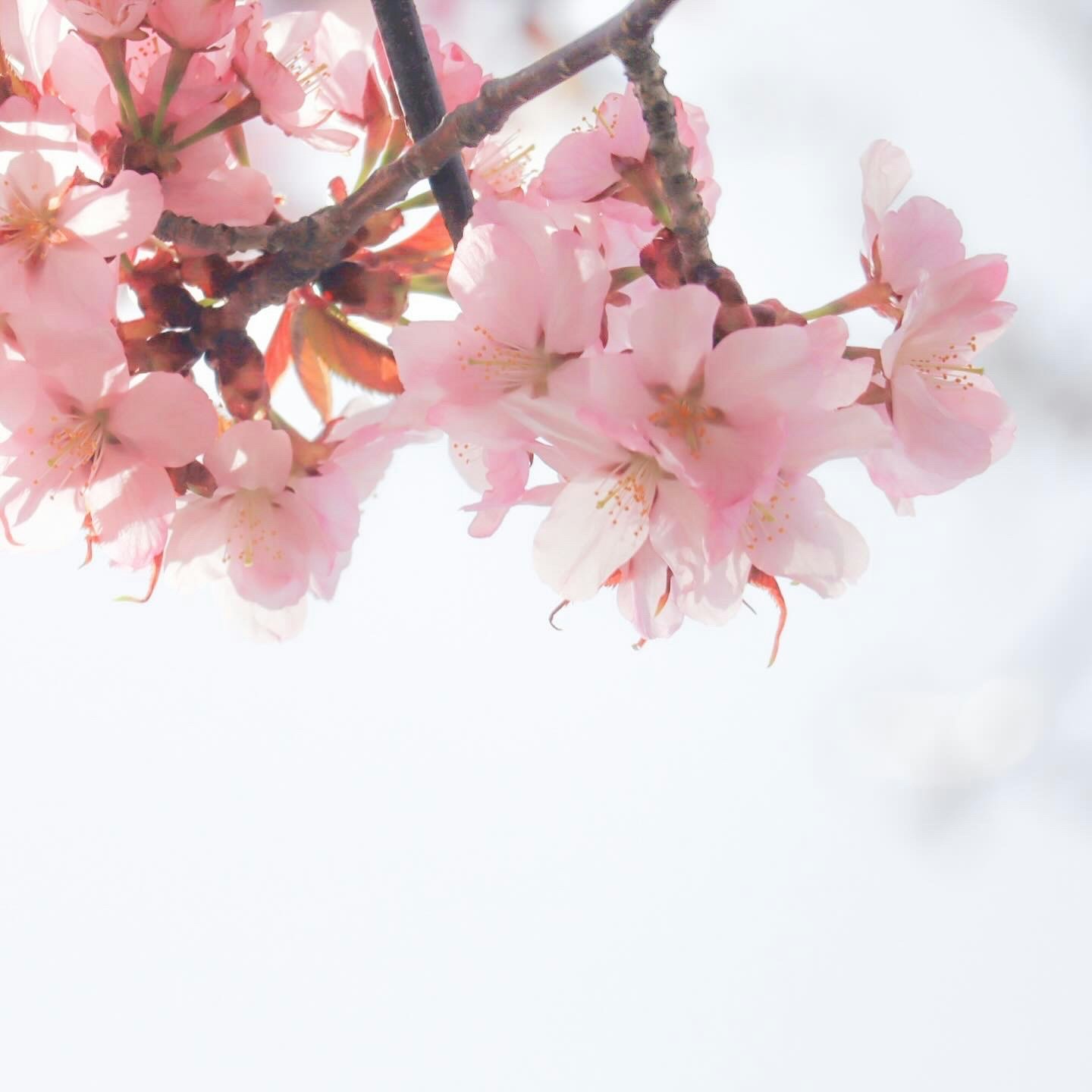 桜の花びらが舞うようなピンクの花のクローズアップ