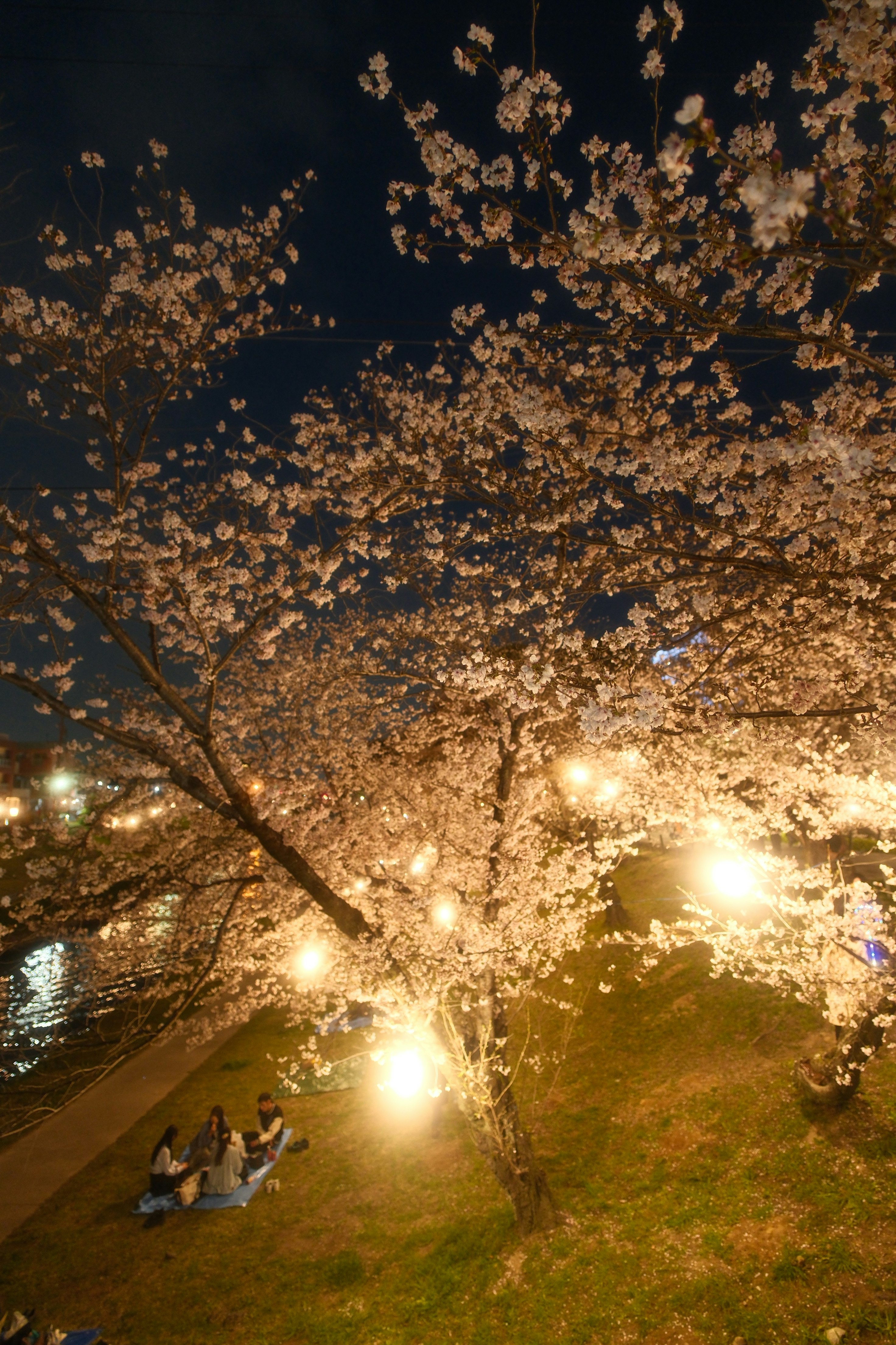 岡崎城公園の夜桜ライトアップと桜並木の小道