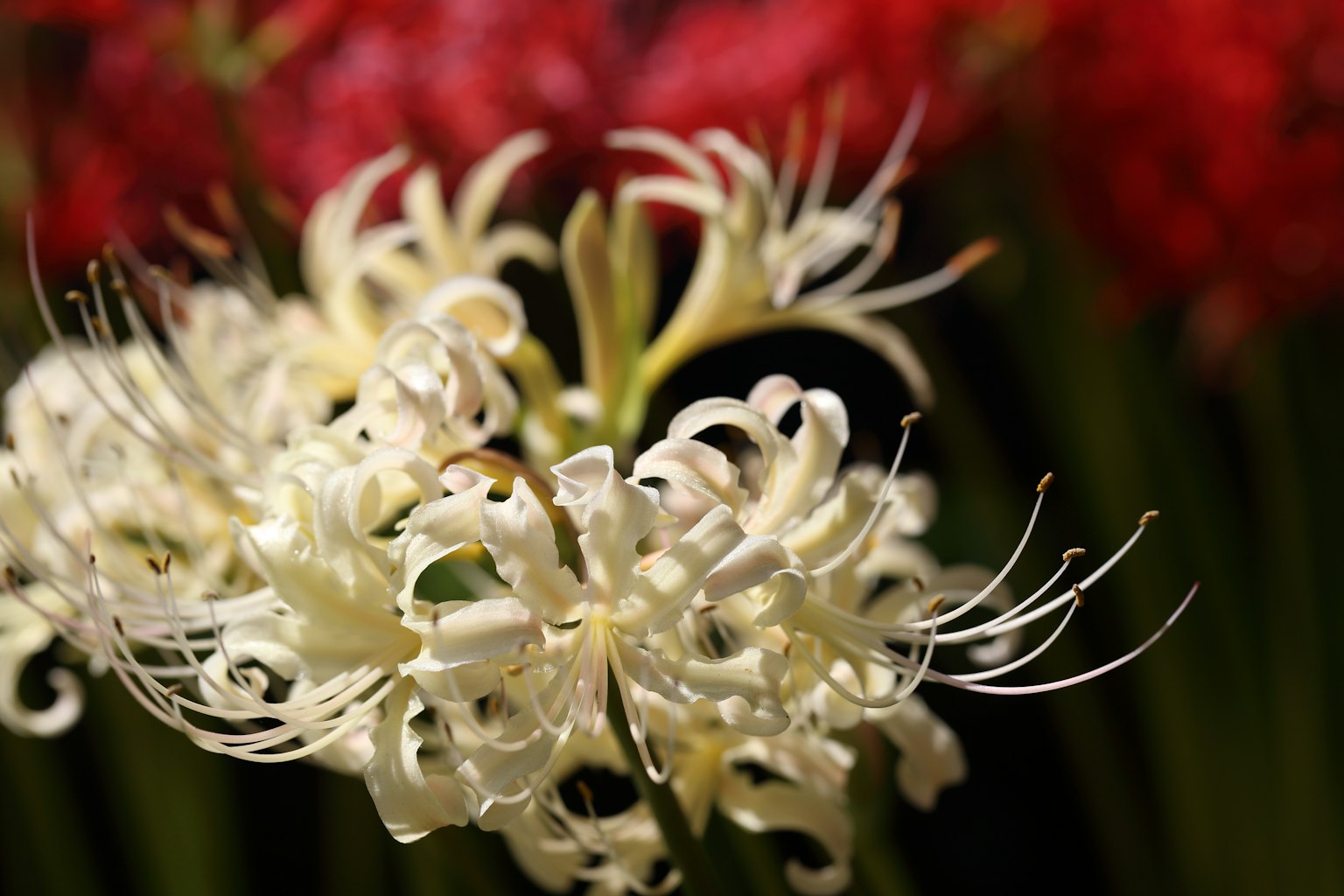 Close-up of a white flower with intricate shapes and delicate petals red flowers in the background