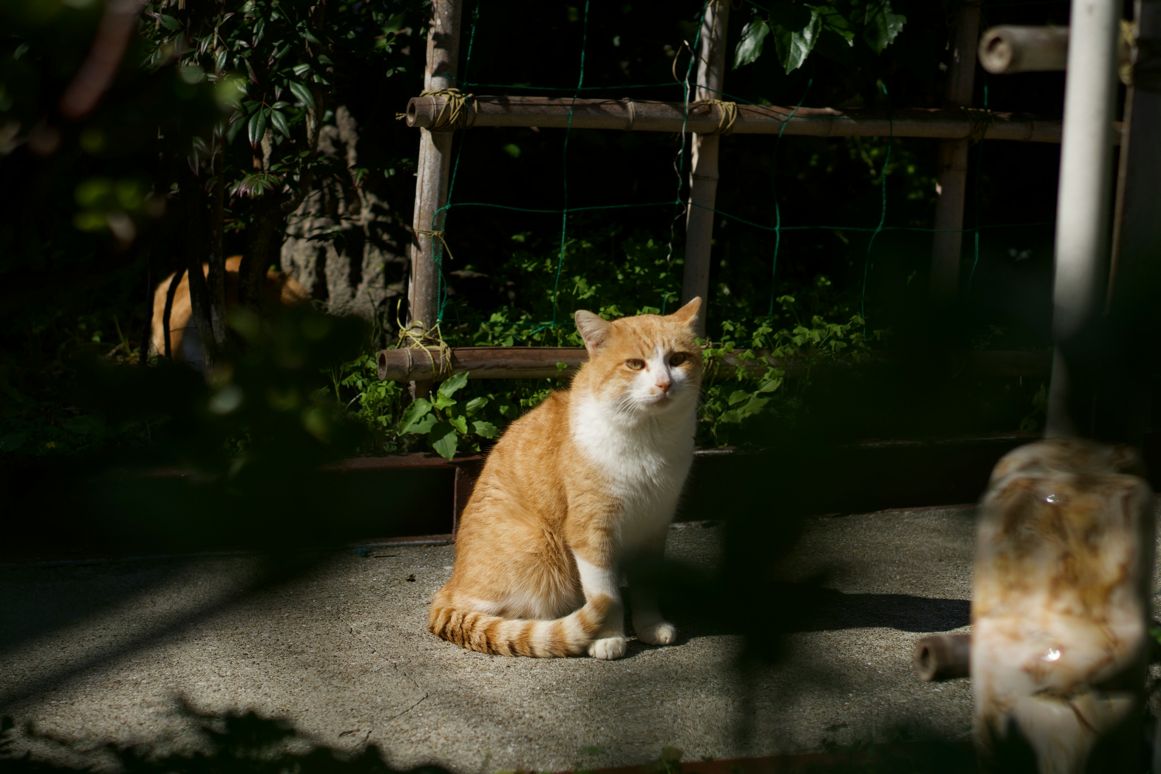 路地で日向ぼっこする猫と手前のぼけた水入れ