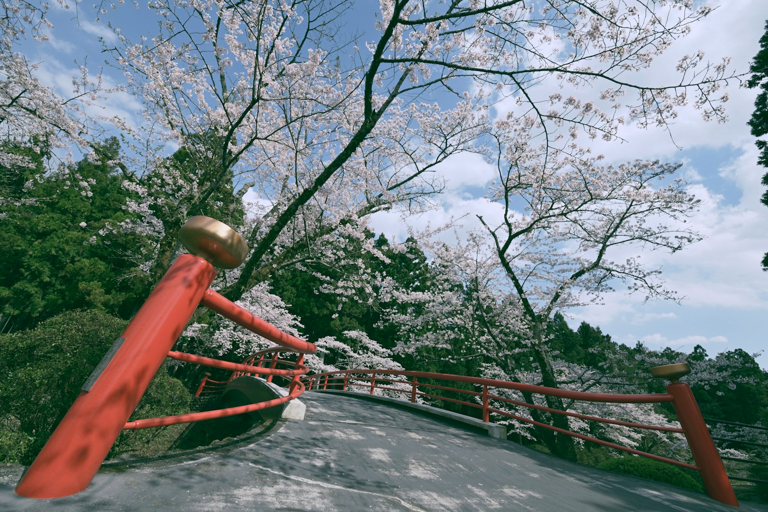 Pemandangan taman dengan pohon sakura dan jembatan merah