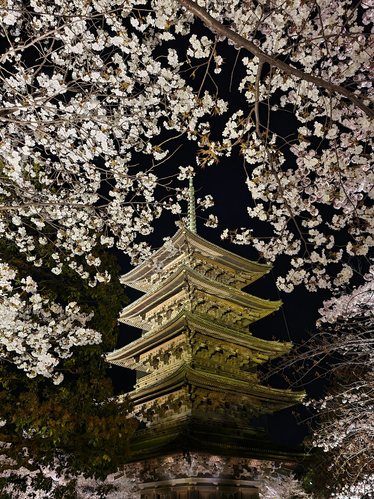 Pemandangan indah pagoda di bawah bunga sakura di malam hari