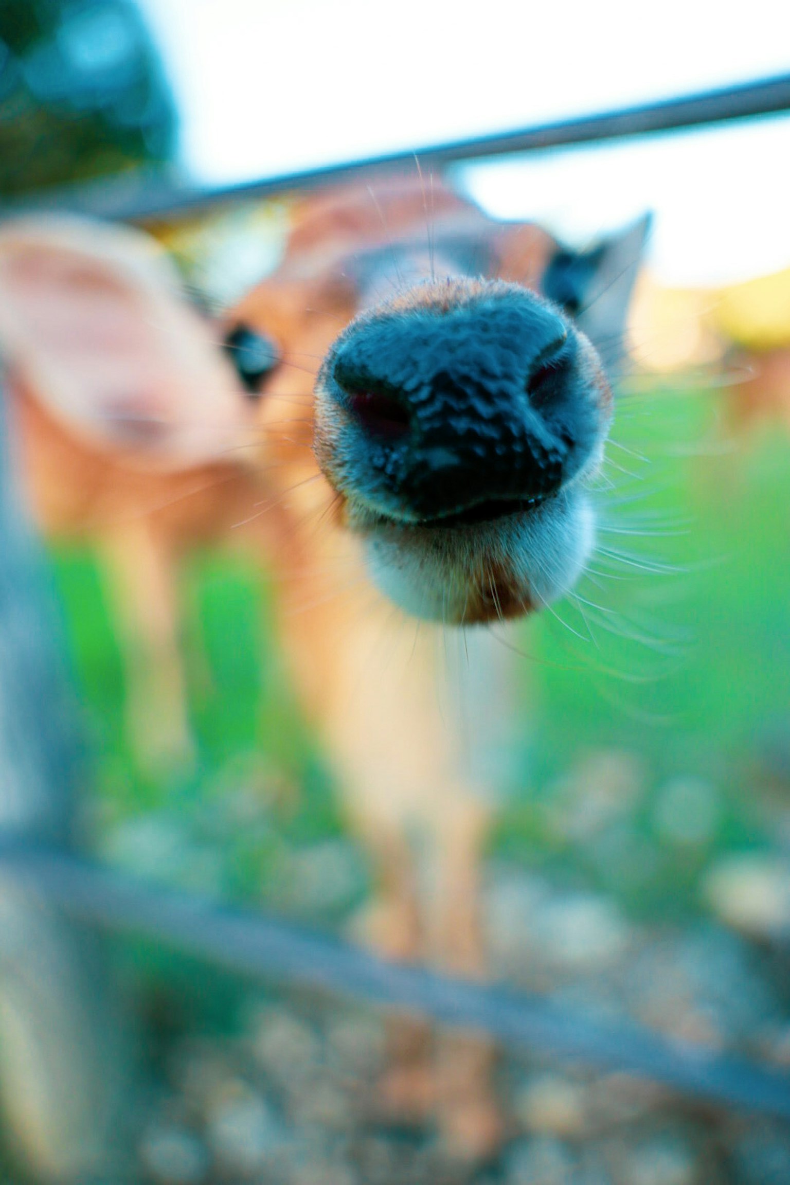 Close-up of a cow's face with a green background