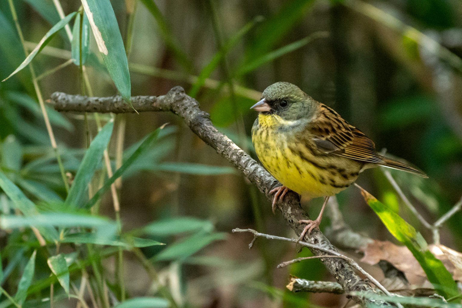 Oiseau jaune perché sur une branche avec feuillage vert