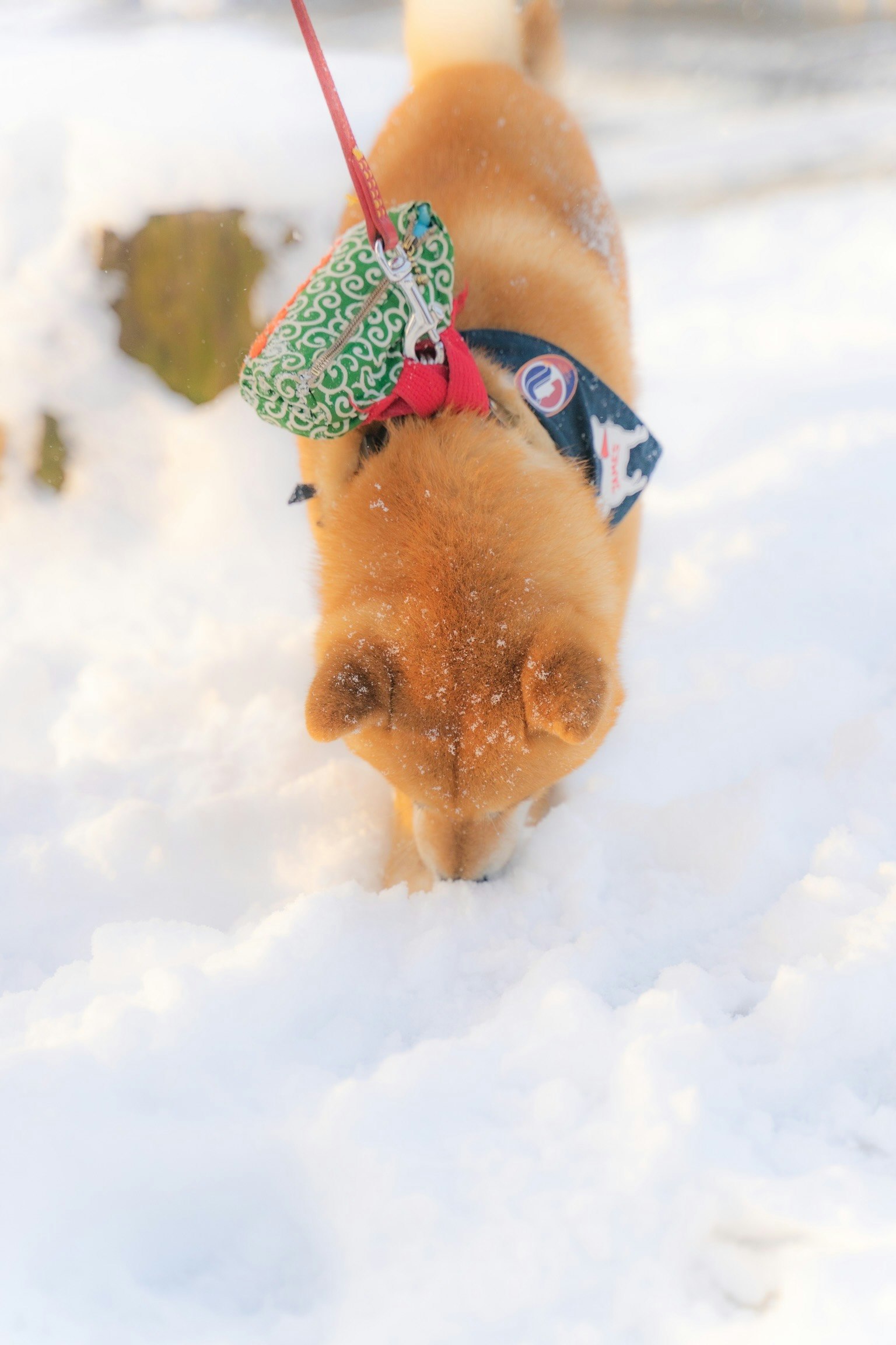 Shiba Inu olfateando en la nieve