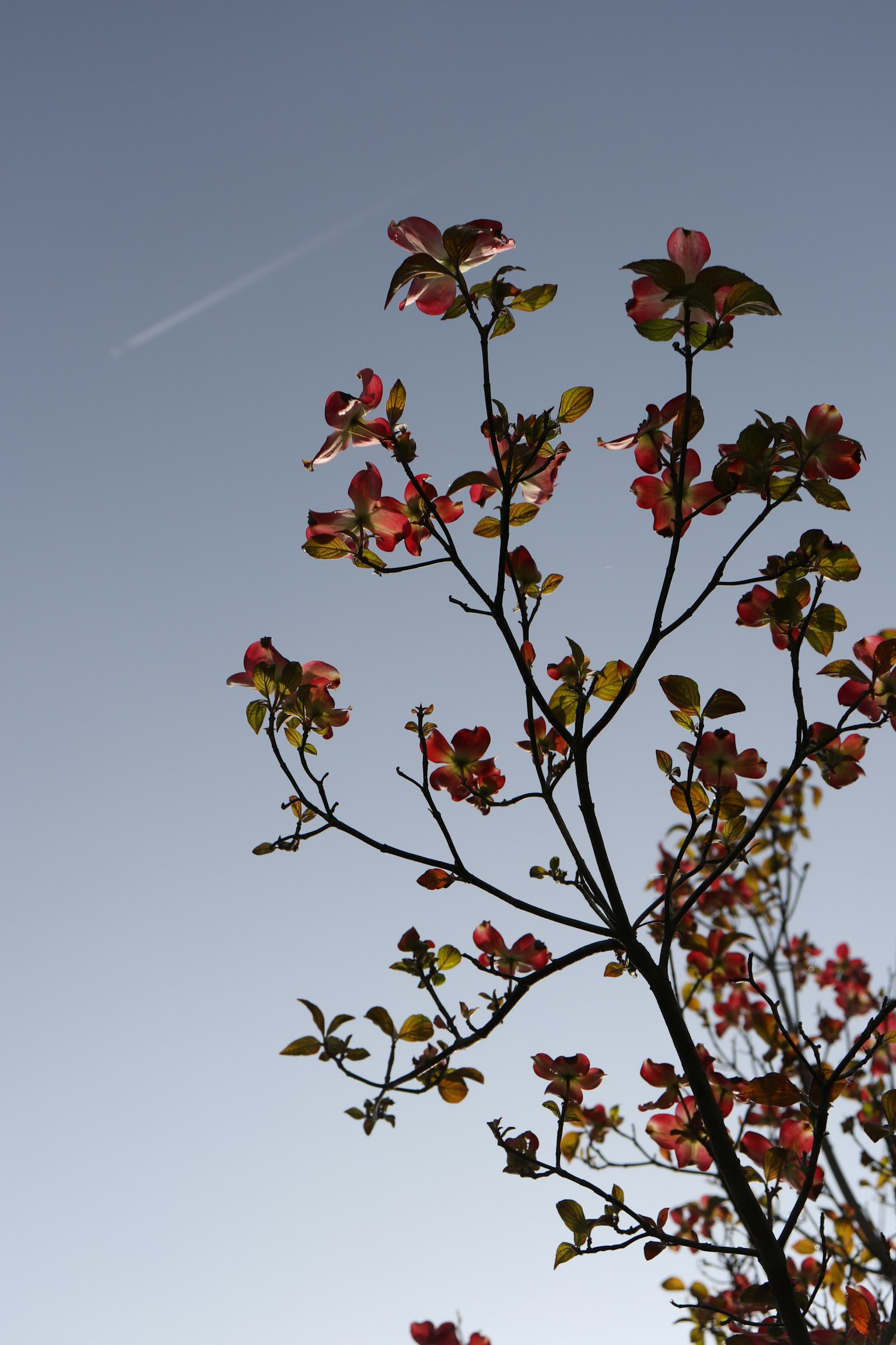 Branches of a tree with autumn leaves against a blue sky