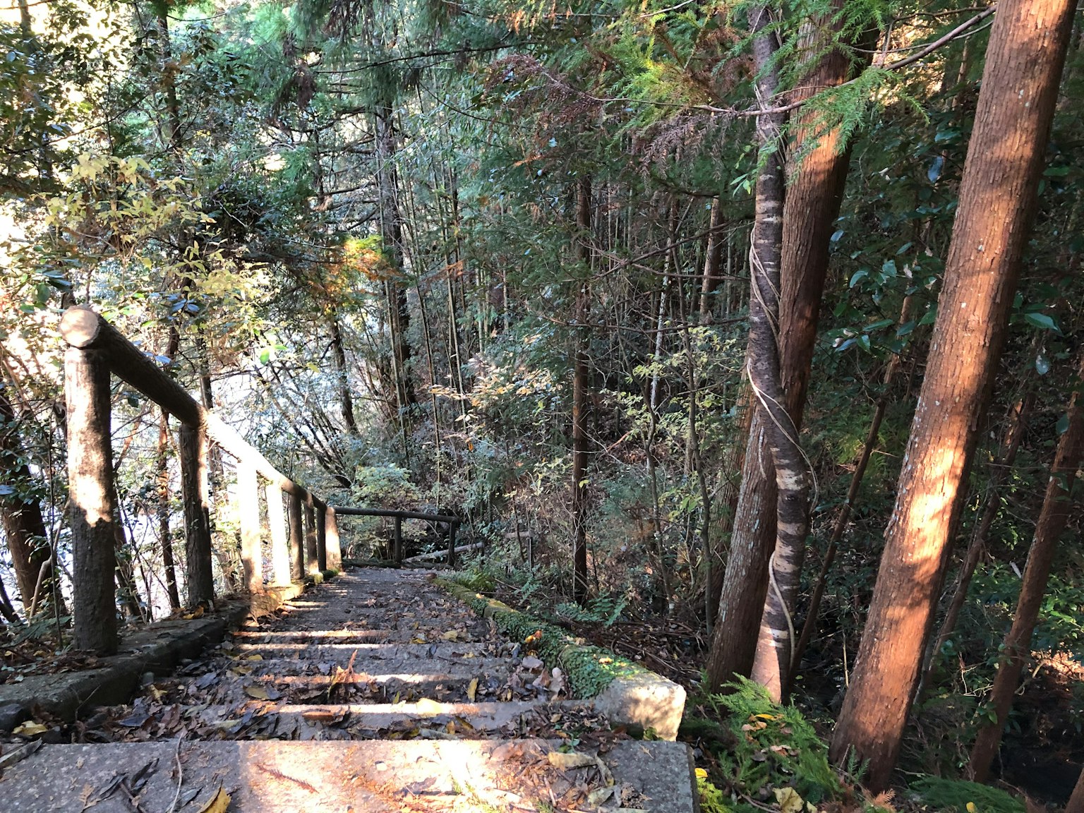 Scalini in legno che scendono in una foresta