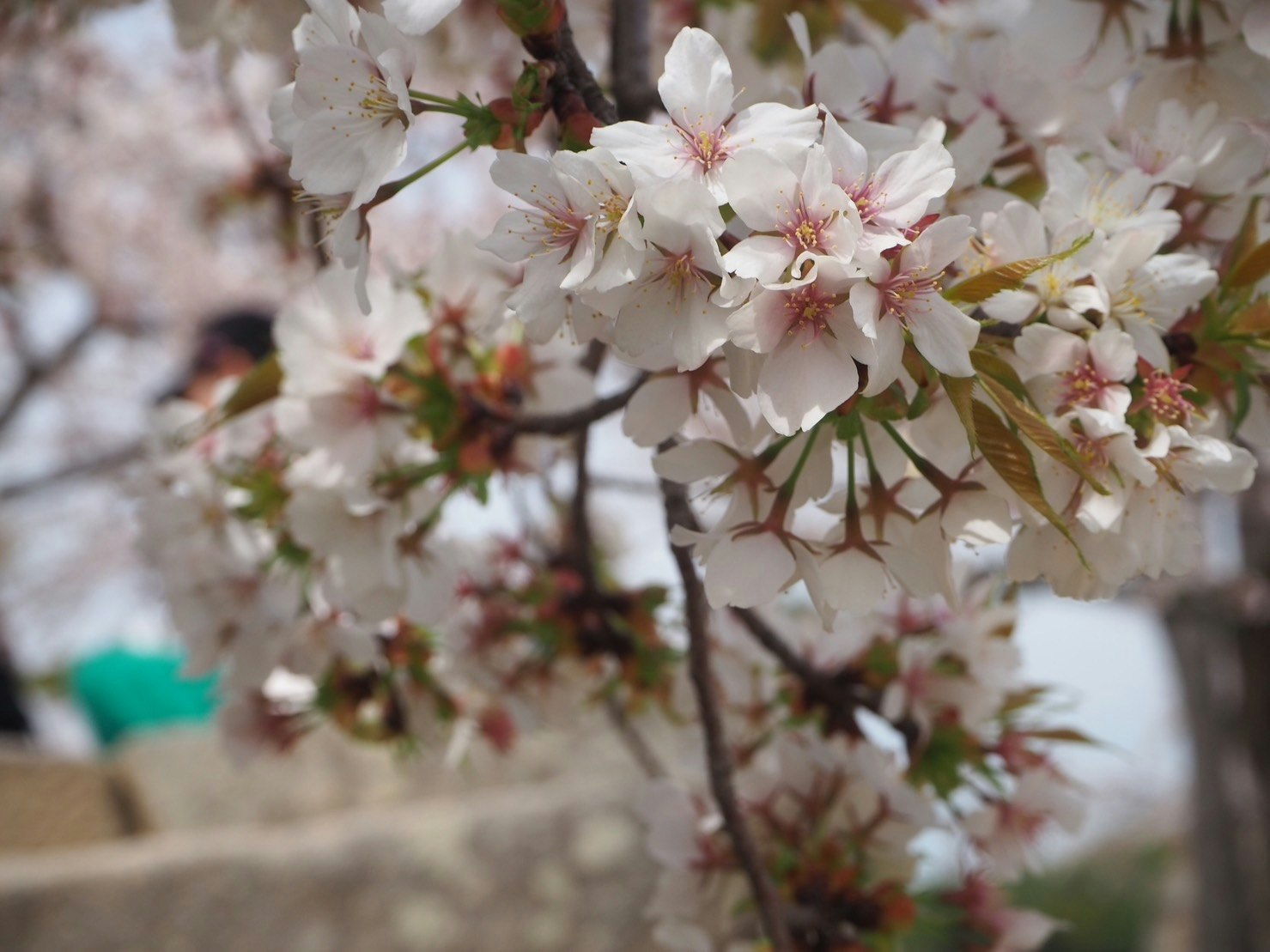 桜の花が咲く枝のクローズアップ