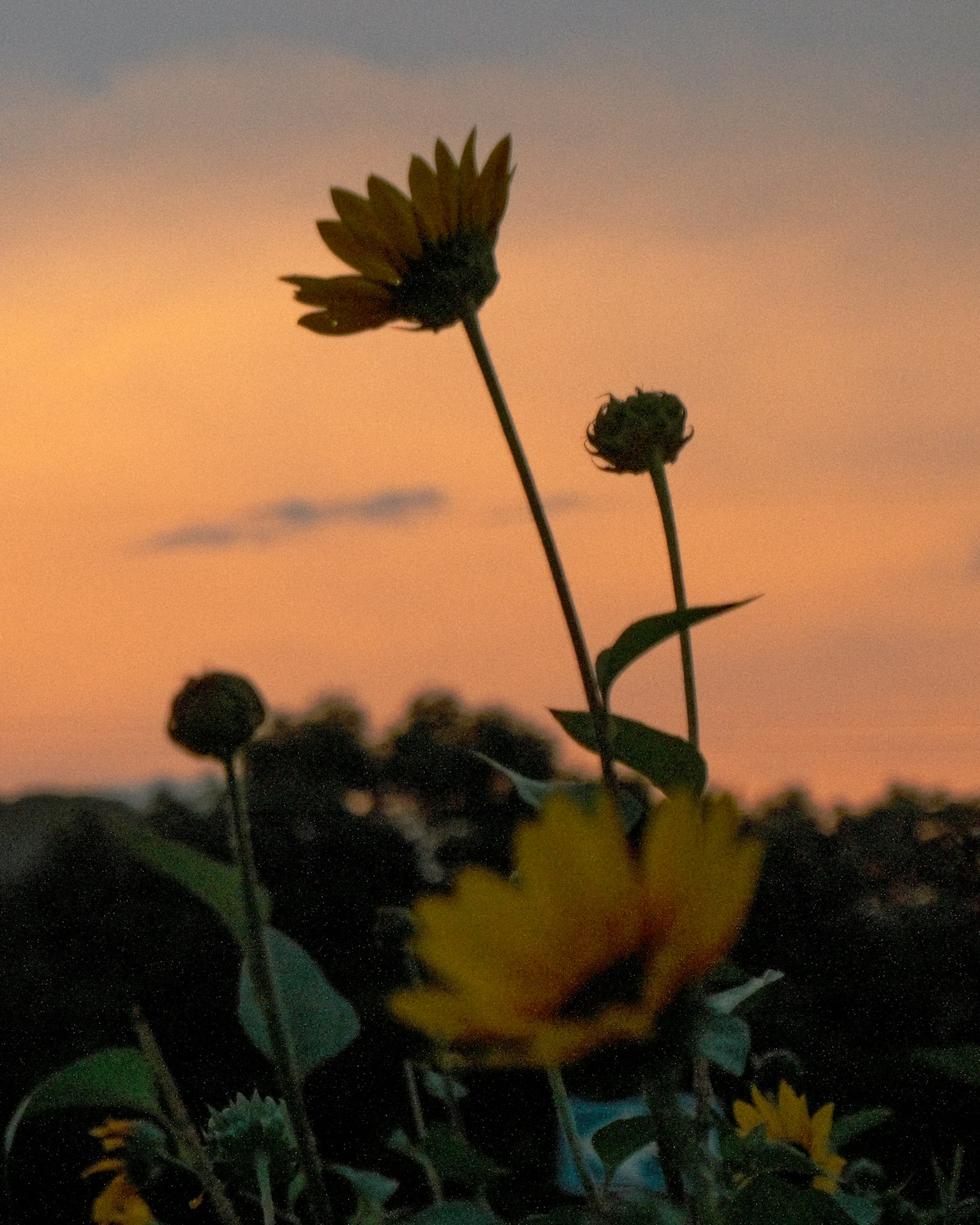 Gruppo di girasoli contro un cielo al tramonto