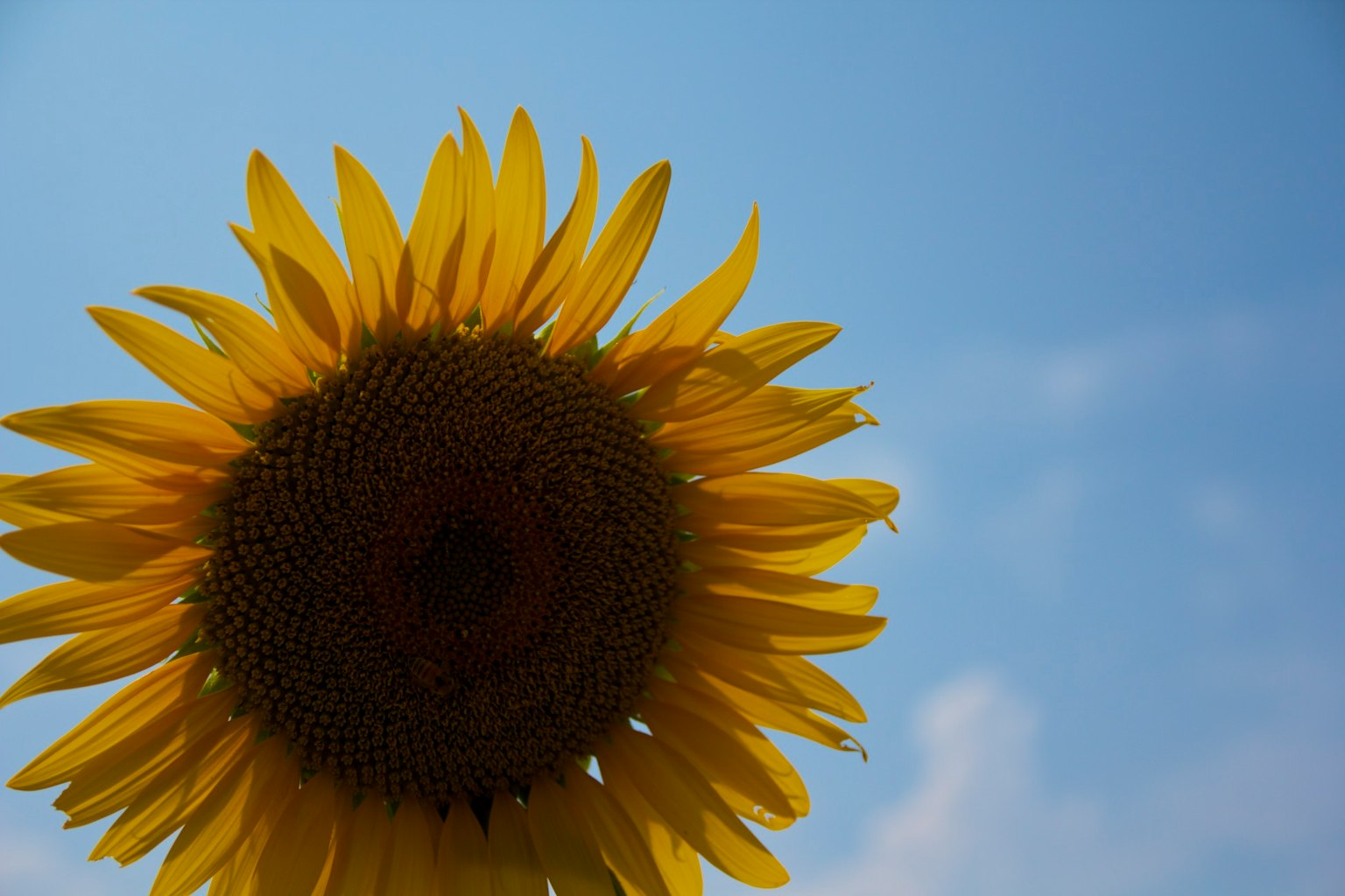 푸른 하늘을 배경으로 한 해바라기 실루엣
