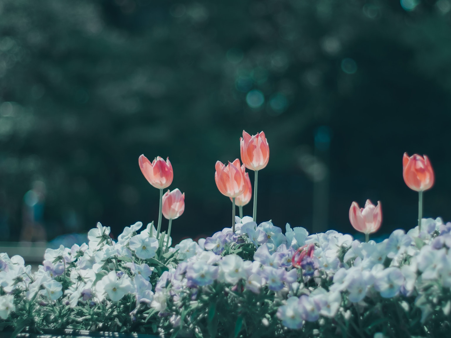 Colorful tulips and flowers blooming in a garden