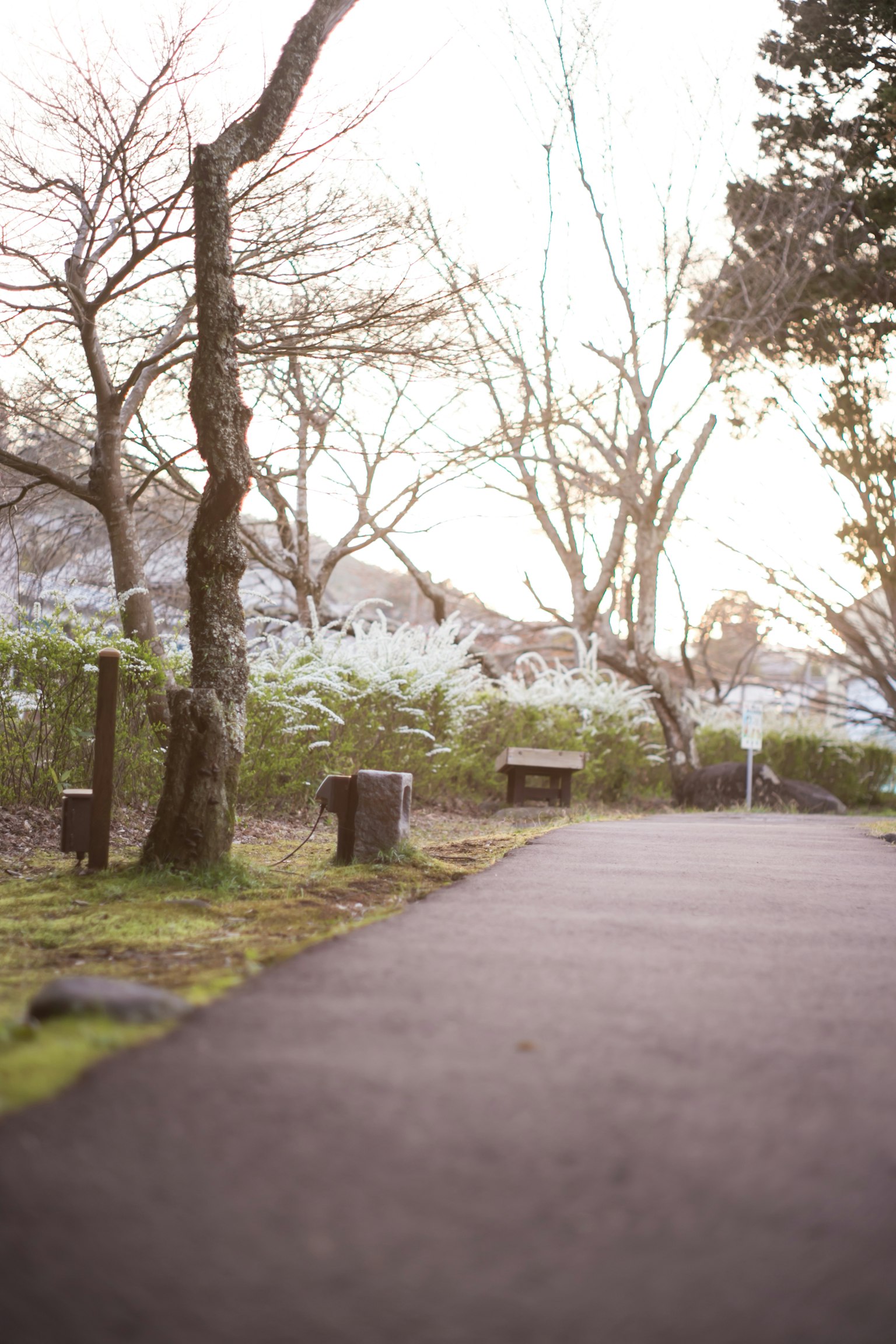 寧靜的公園小徑與光禿的樹木和柔和的晨光