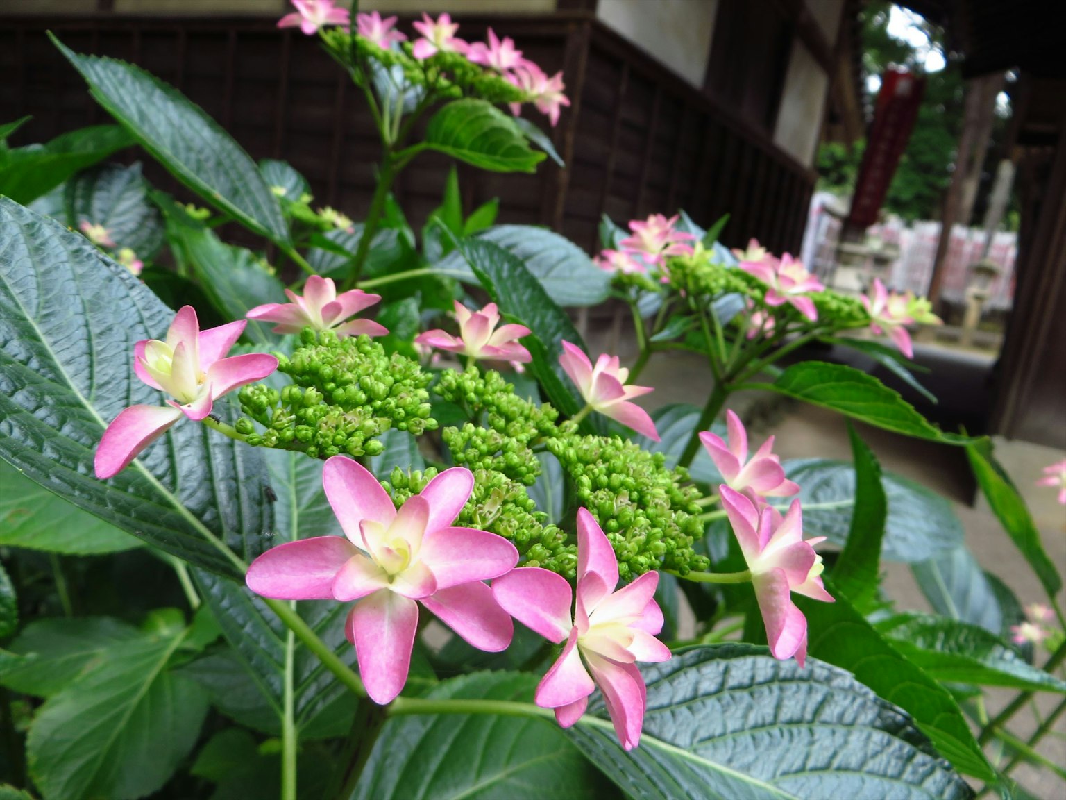 Primo piano di una pianta fiorita con petali rosa e gemme verdi